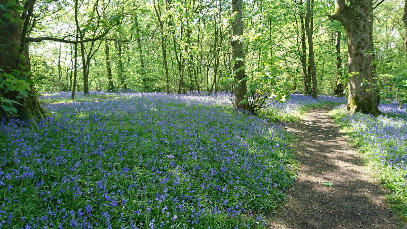 Sony Xperia Z5 Compact sample photo. Sankey valley, johnny hurst's photography