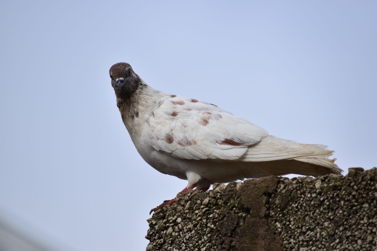 Nikon D3500 sample photo. Pigeon, bird, dove photography