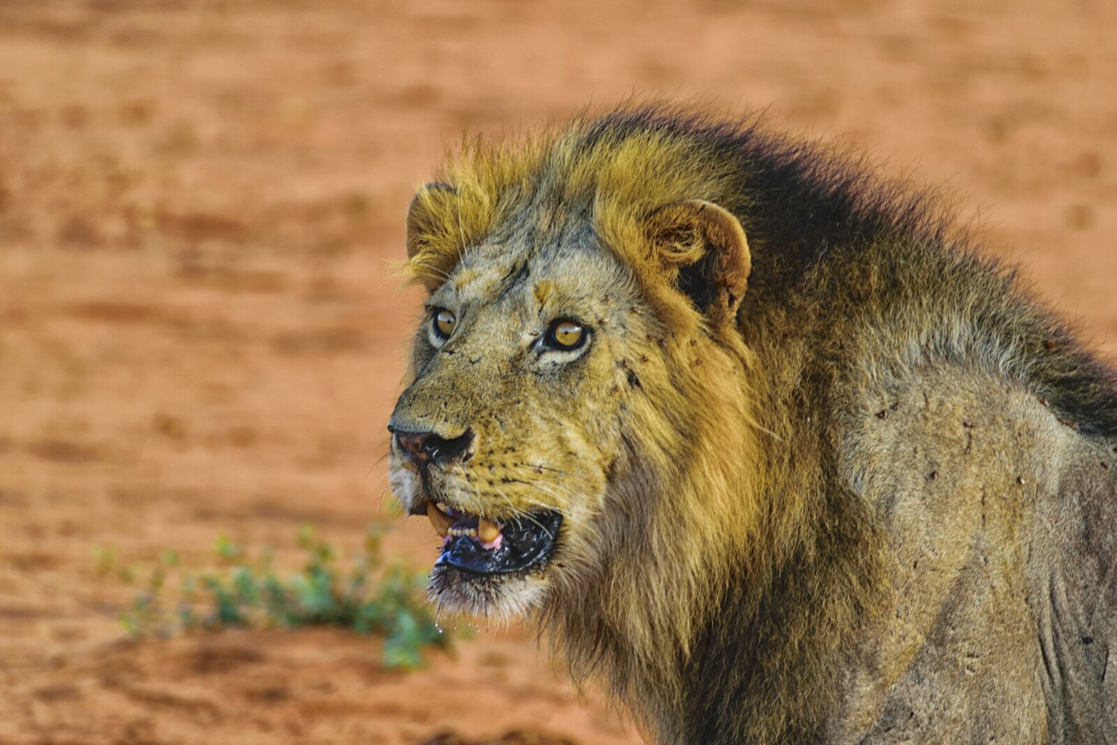 Nikon D5300 sample photo. Lion, portrait, big cat photography