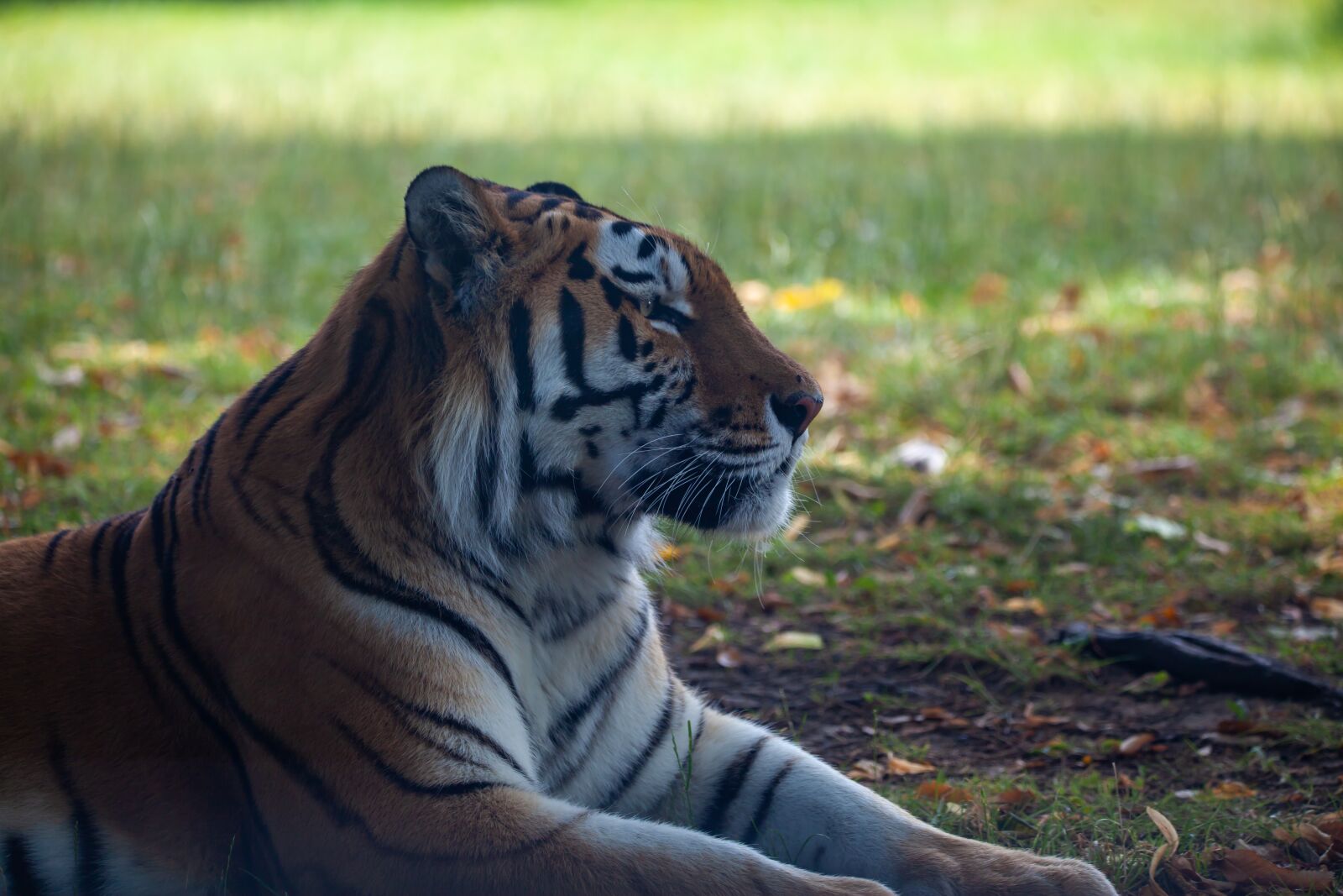 150-600mm F5-6.3 DG OS HSM | Contemporary 015 sample photo. Amur tiger, tiger, predator photography