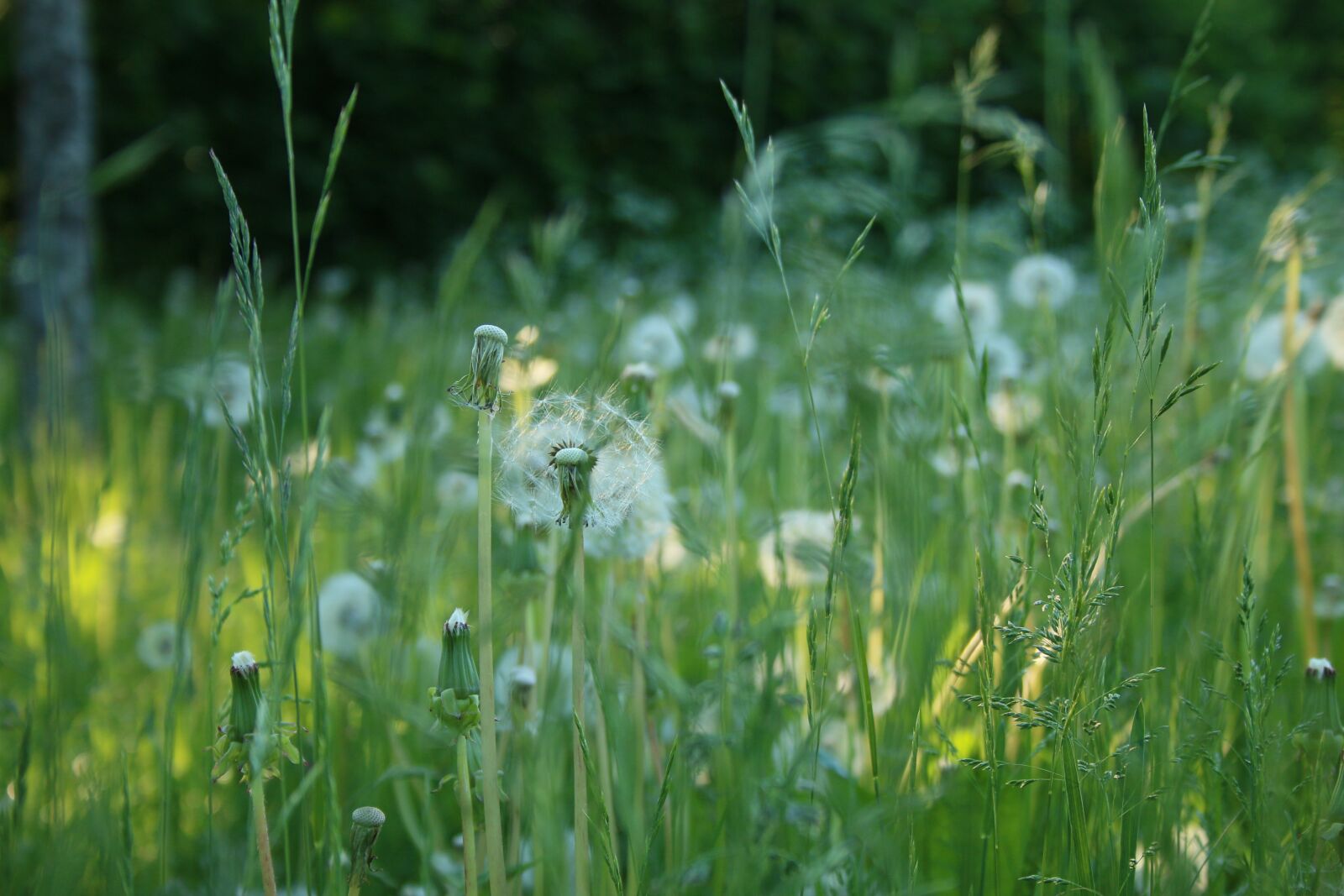 Canon EOS 70D + Canon EF-S 18-55mm F3.5-5.6 II sample photo. Meadow, dandelion, plant photography