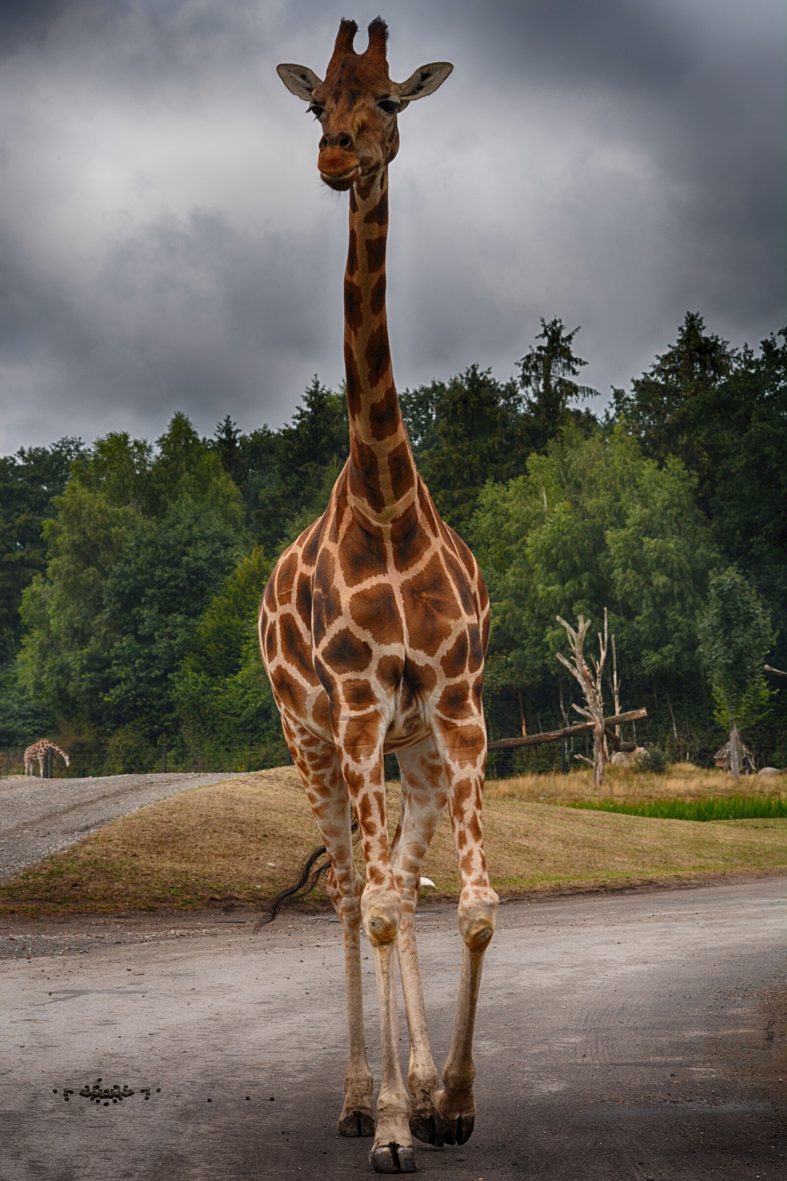 Nikon D5200 sample photo. Giraffe, close up, animal photography