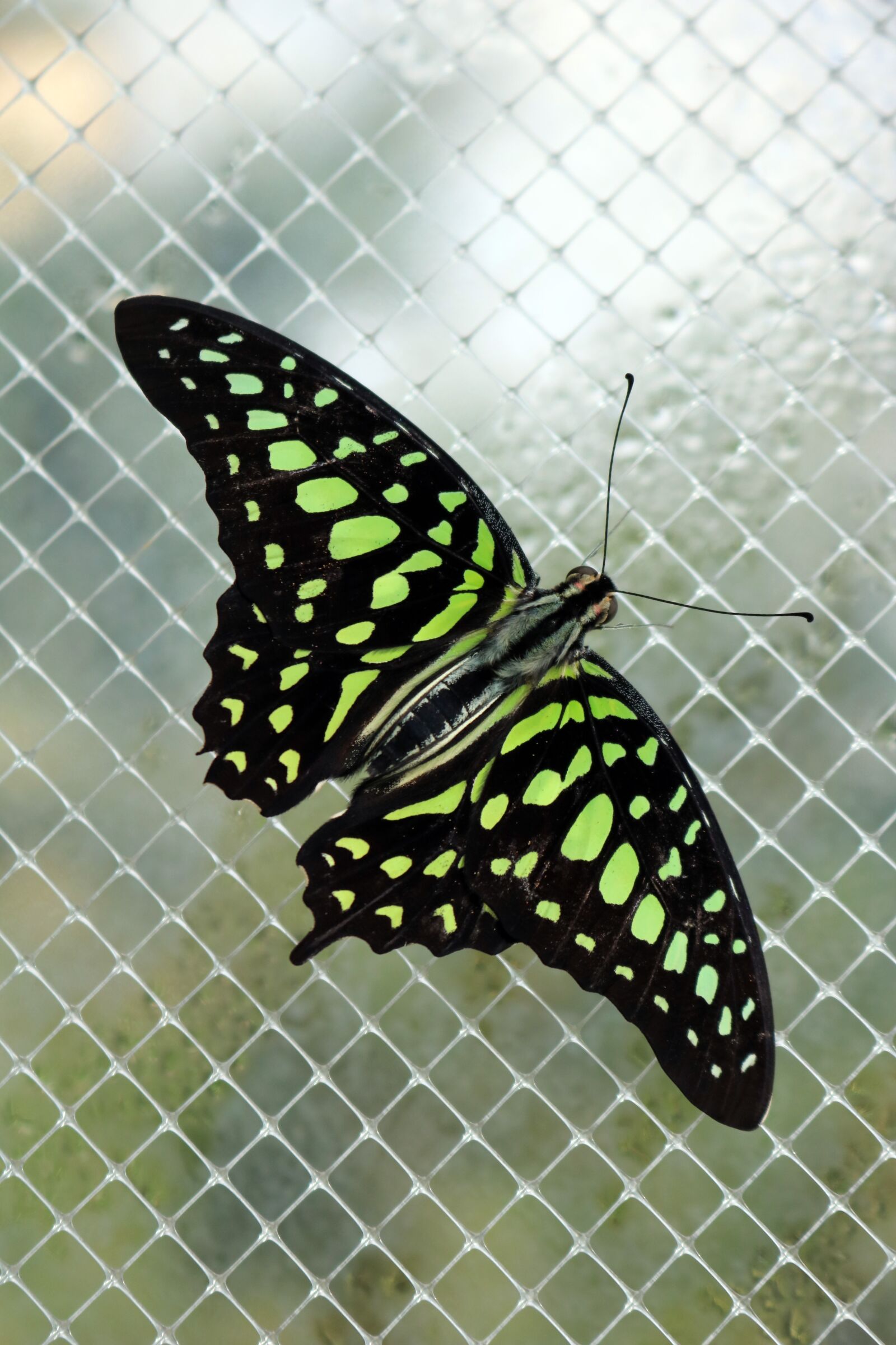 Canon EOS 750D (EOS Rebel T6i / EOS Kiss X8i) sample photo. Neon, green, butterfly photography