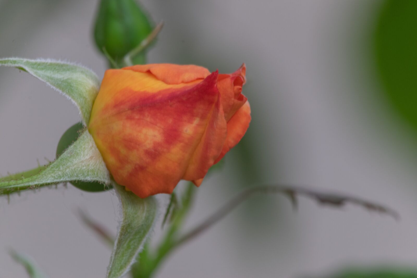 Nikon D3300 sample photo. Rose, flower, roses photography
