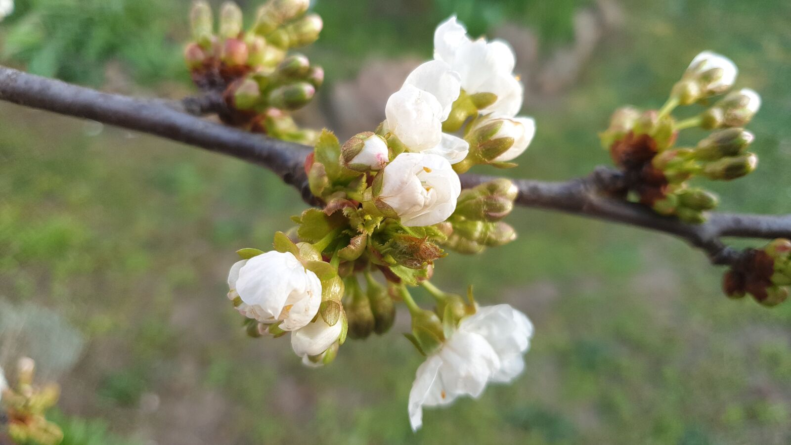 Samsung Galaxy Note9 sample photo. Cherry, flower, nature photography