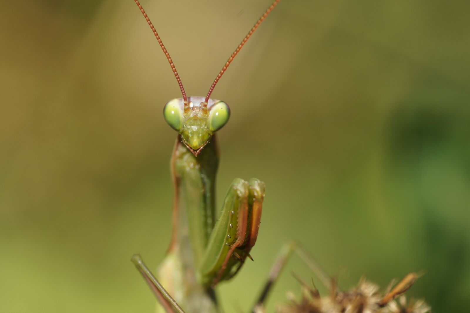 Sony Alpha DSLR-A500 sample photo. Praying mantis, insect, nature photography