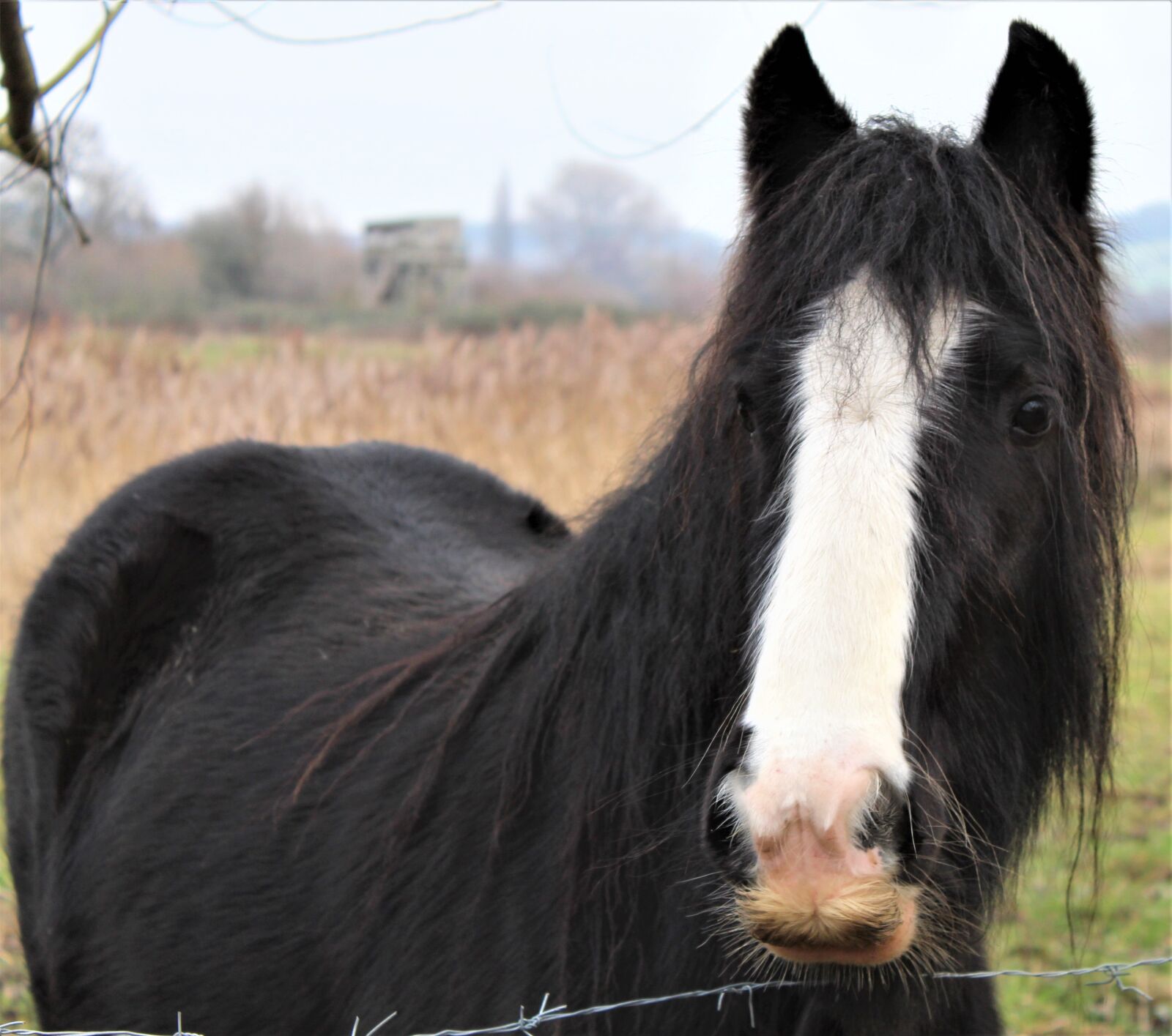 Canon EOS 4000D (EOS Rebel T100 / EOS 3000D) sample photo. Horse, field, mane photography