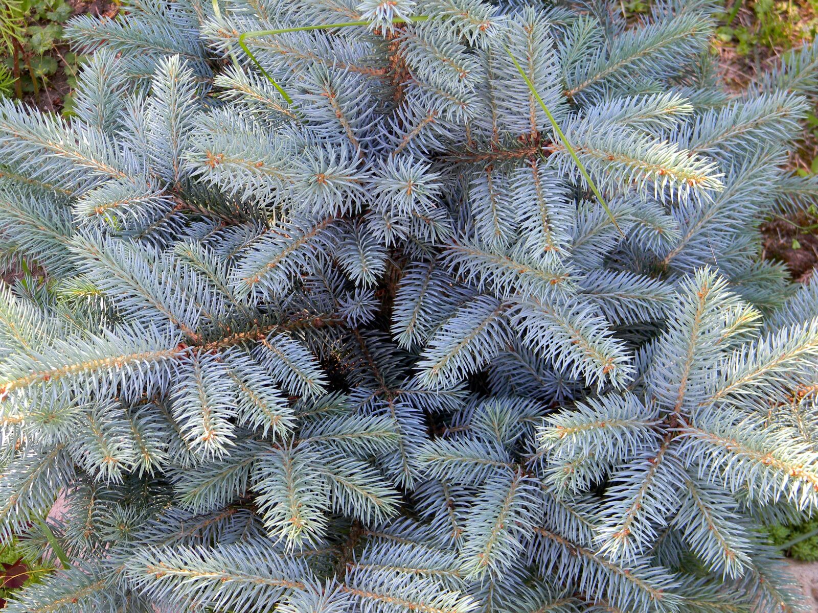 Nikon Coolpix L110 sample photo. Blue spruce, needles, spruce photography