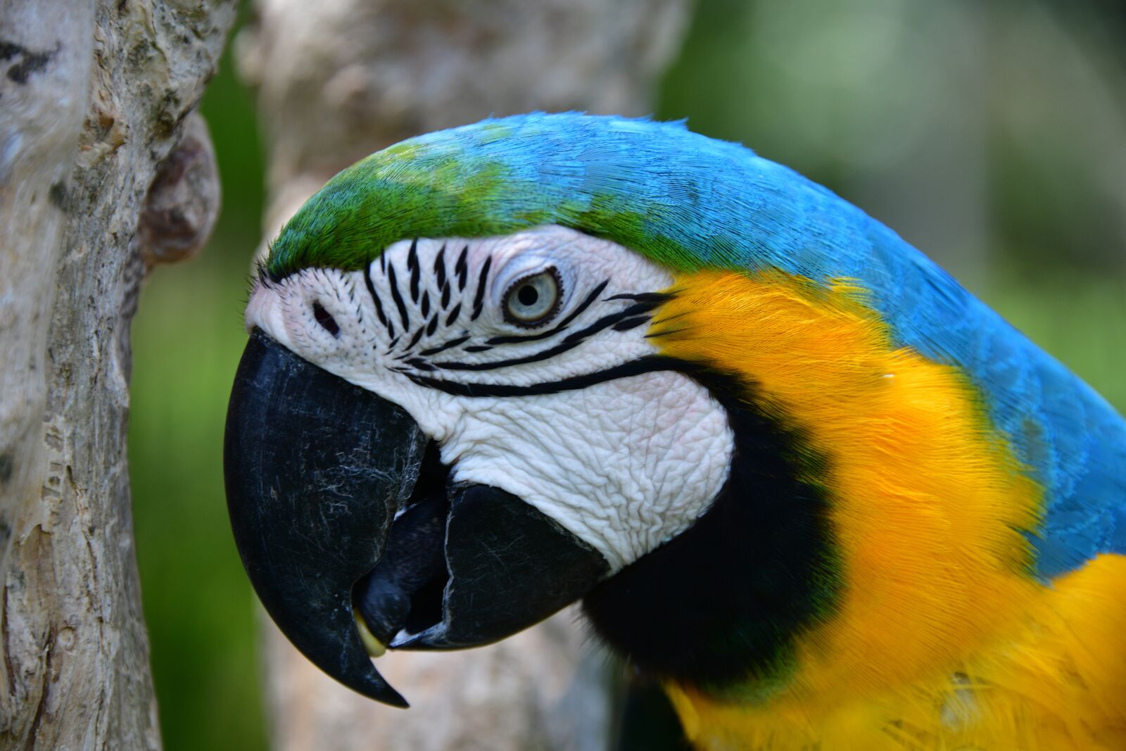 Nikon D850 sample photo. Parrot, macaw, bird photography