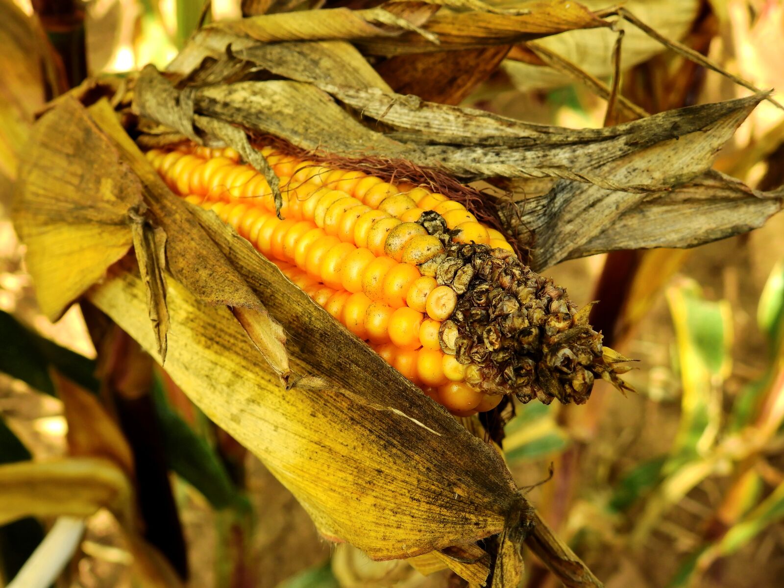 Nikon Coolpix P900 sample photo. Corn, ear, food photography