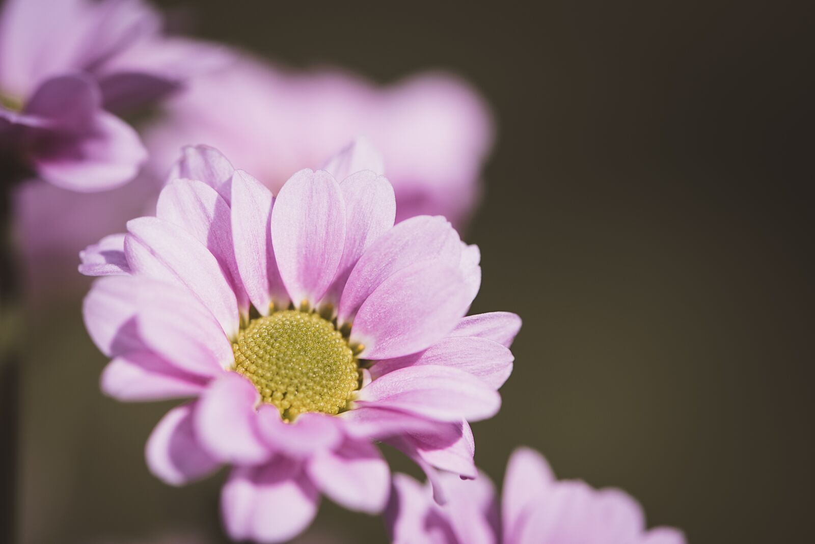 Nikon D750 sample photo. Flower, pink, pink flower photography
