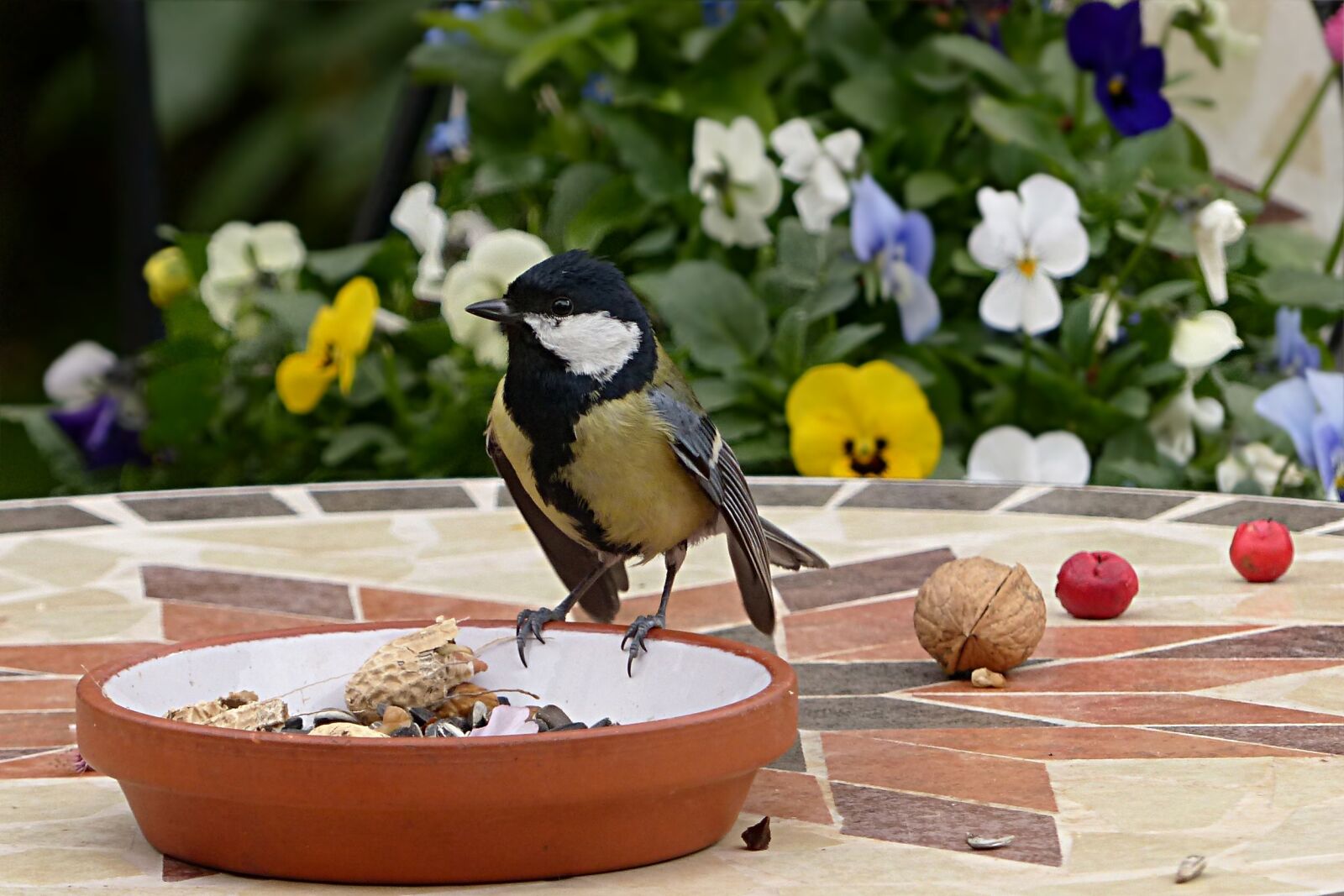 Panasonic Lumix DMC-FZ200 sample photo. Animal, bird, tit photography