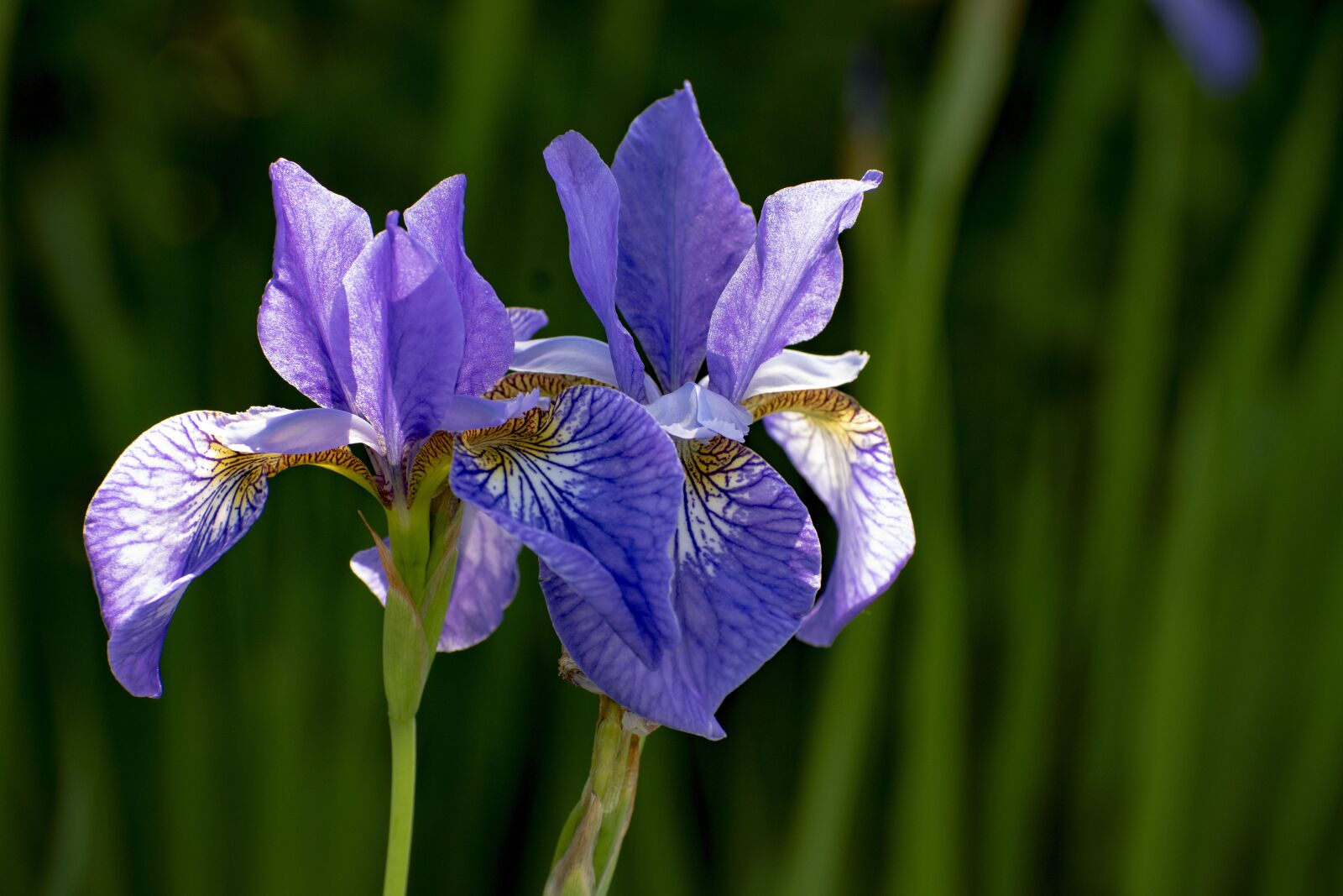 Nikon D3400 sample photo. Iris, flower, flowers photography