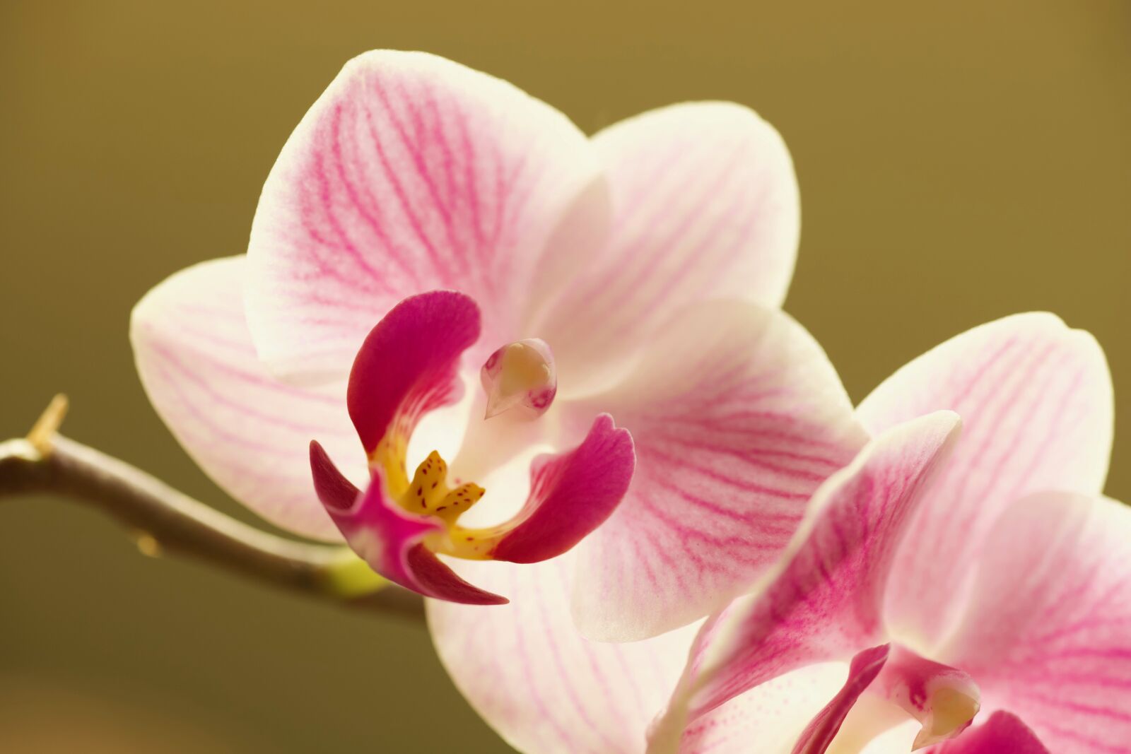 Canon EOS 6D Mark II sample photo. Flower, orchid, blossom photography
