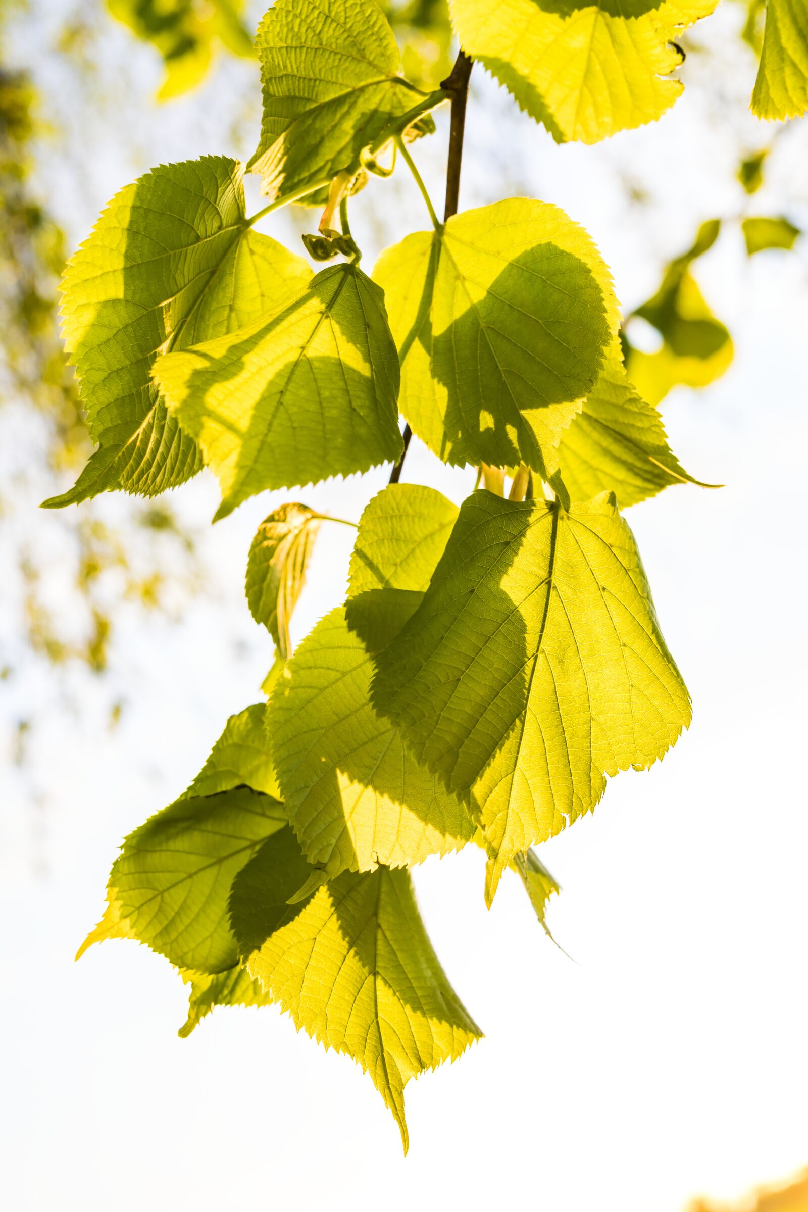 Sony a6300 + Sigma 30mm F2.8 EX DN sample photo. Leaves, light on, mood photography