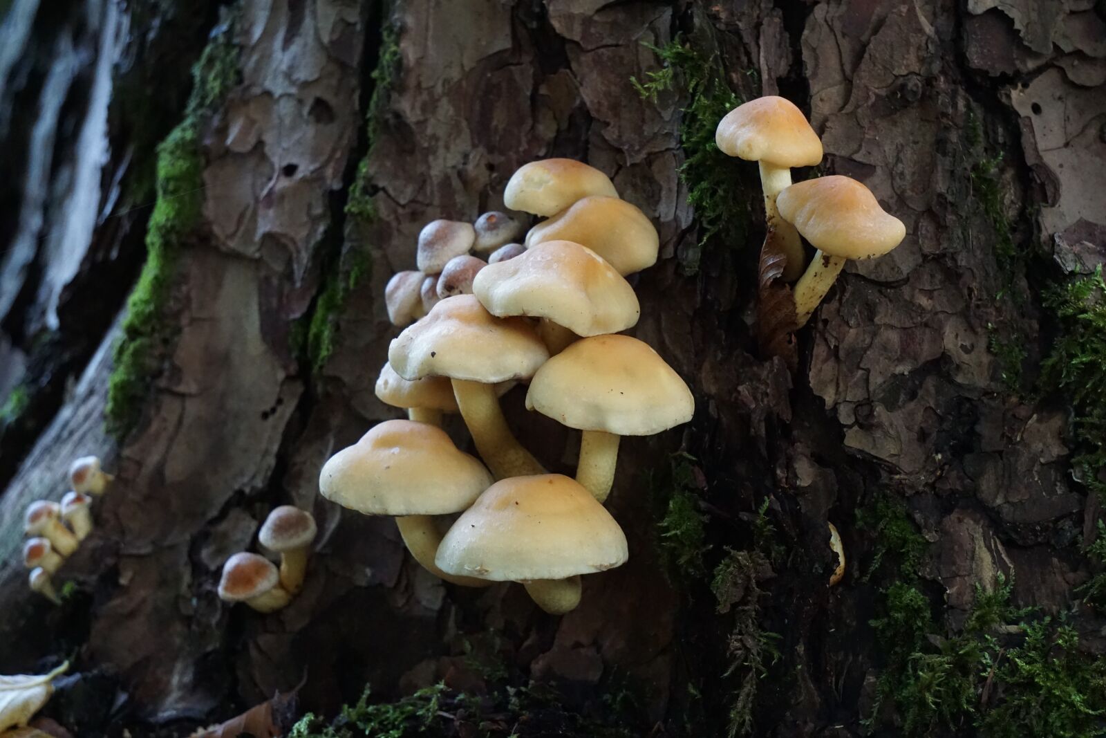 Sony E 55-210mm F4.5-6.3 OSS sample photo. Mushrooms, log, forest photography