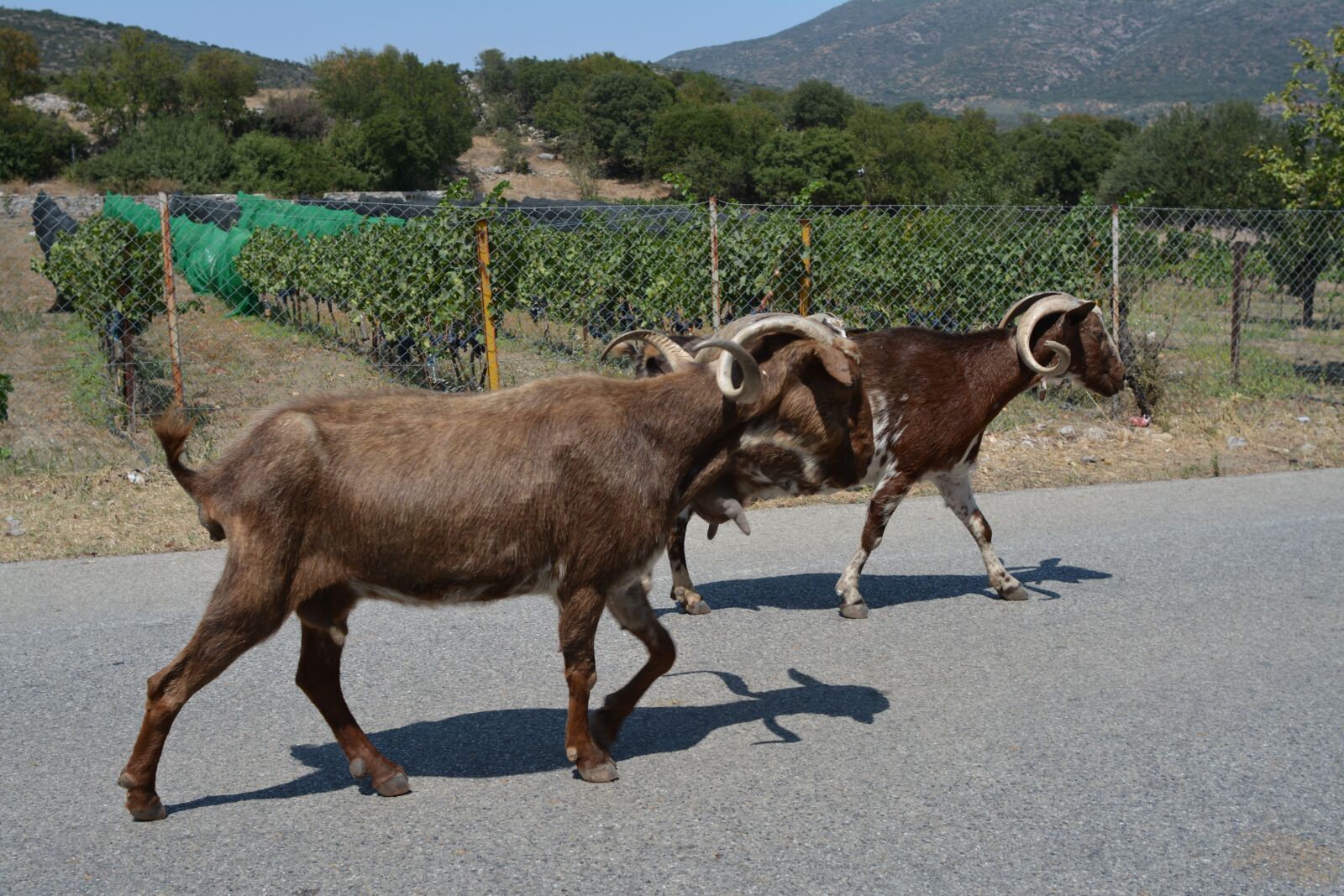 Nikon D7100 sample photo