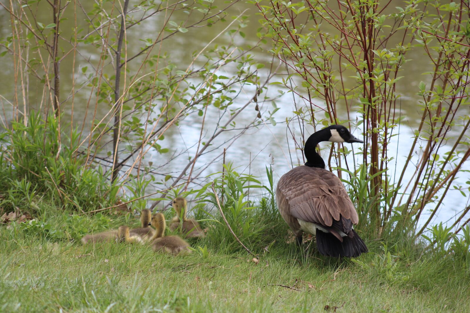 Canon EOS 700D (EOS Rebel T5i / EOS Kiss X7i) + Canon EF 75-300mm f/4-5.6 USM sample photo. Nature, birds, fauna photography