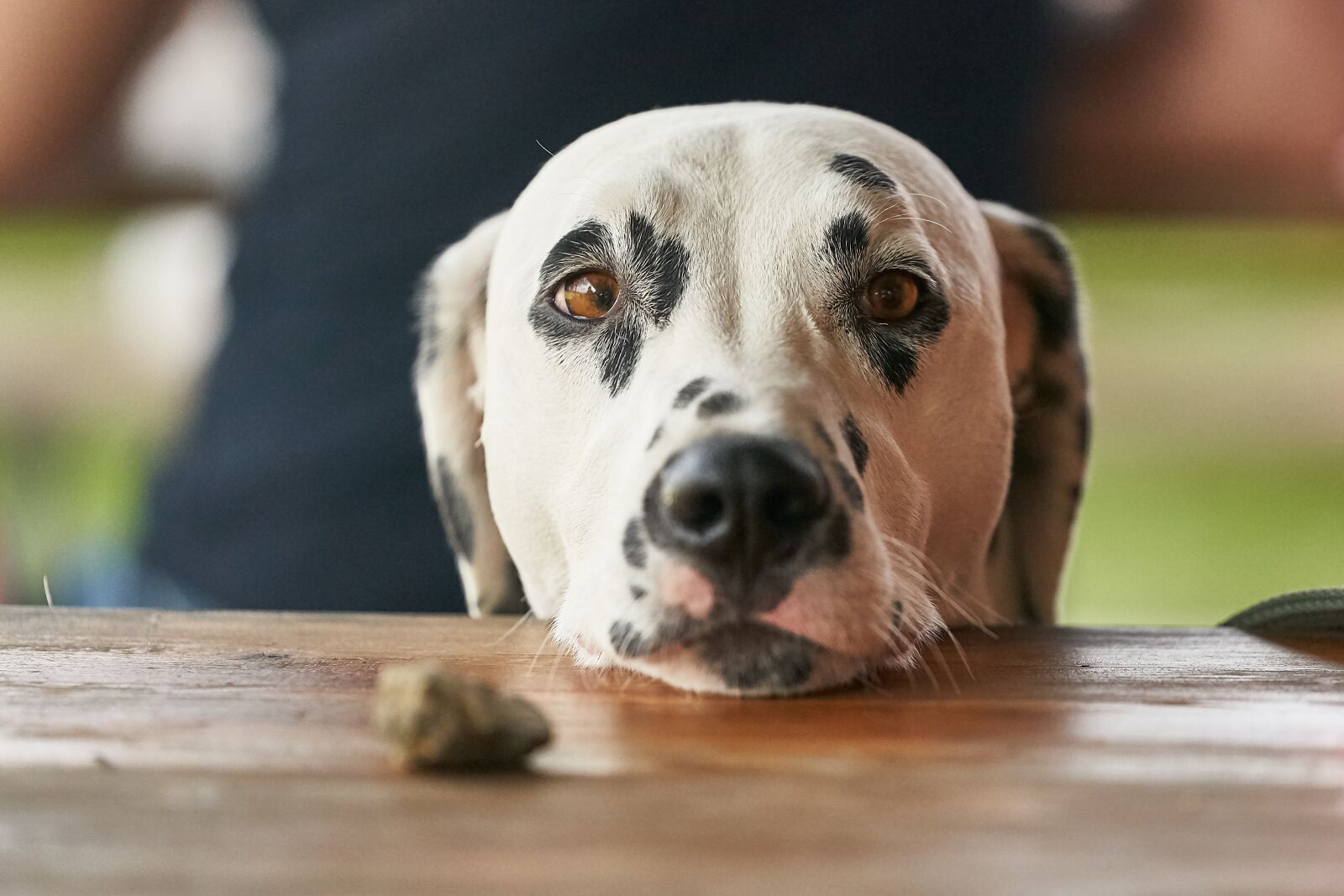 Sony FE 70-200mm F2.8 GM OSS sample photo. Dog, dalmatians, looks photography