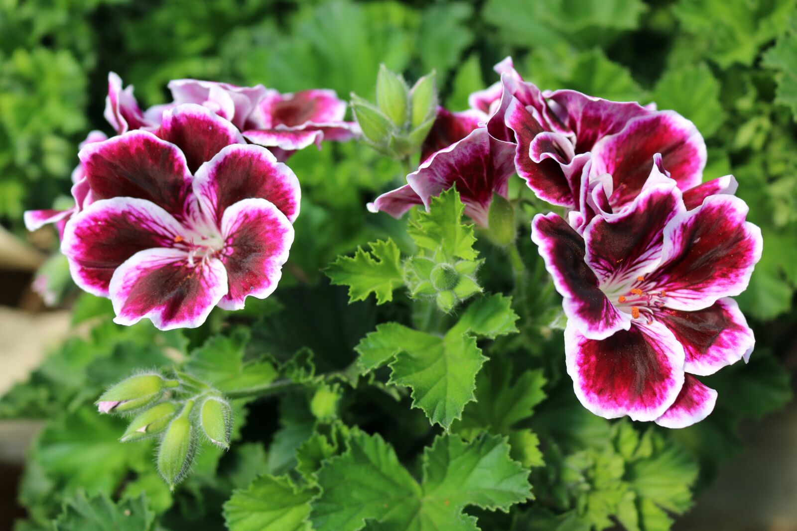 Canon EOS 750D (EOS Rebel T6i / EOS Kiss X8i) sample photo. Flowers, red, pink photography