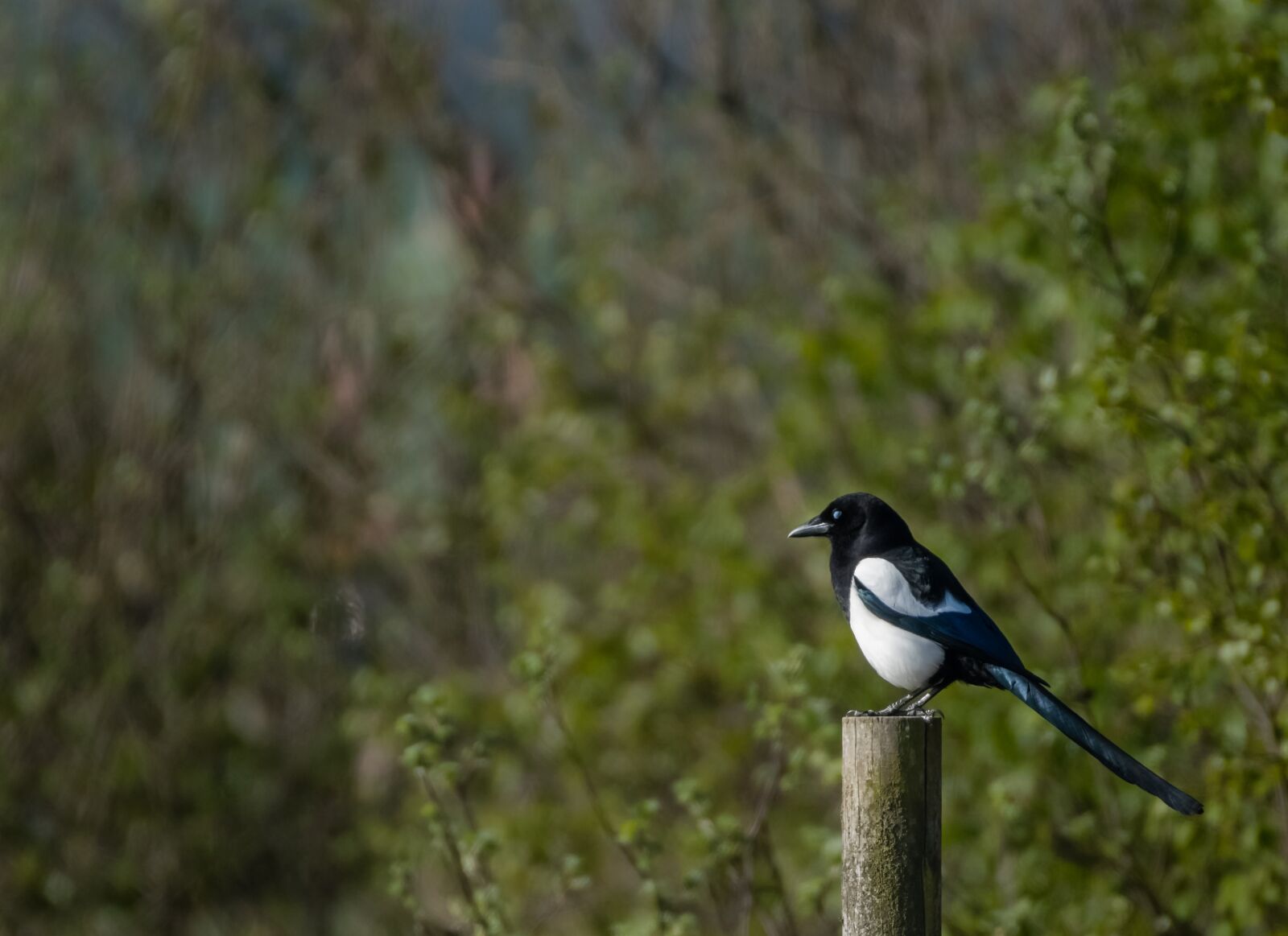 Nikon D500 sample photo. Bird, magpie, hunter photography
