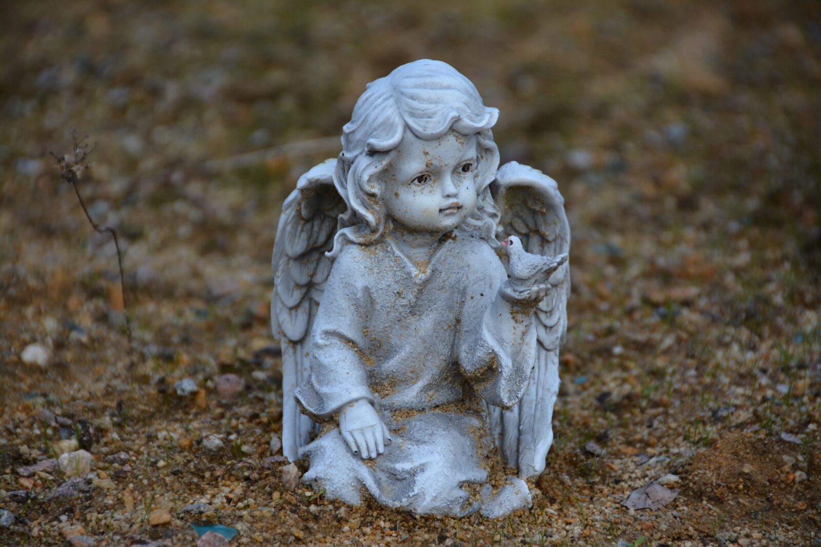 Nikon D7100 sample photo. Angel, dove, statue photography
