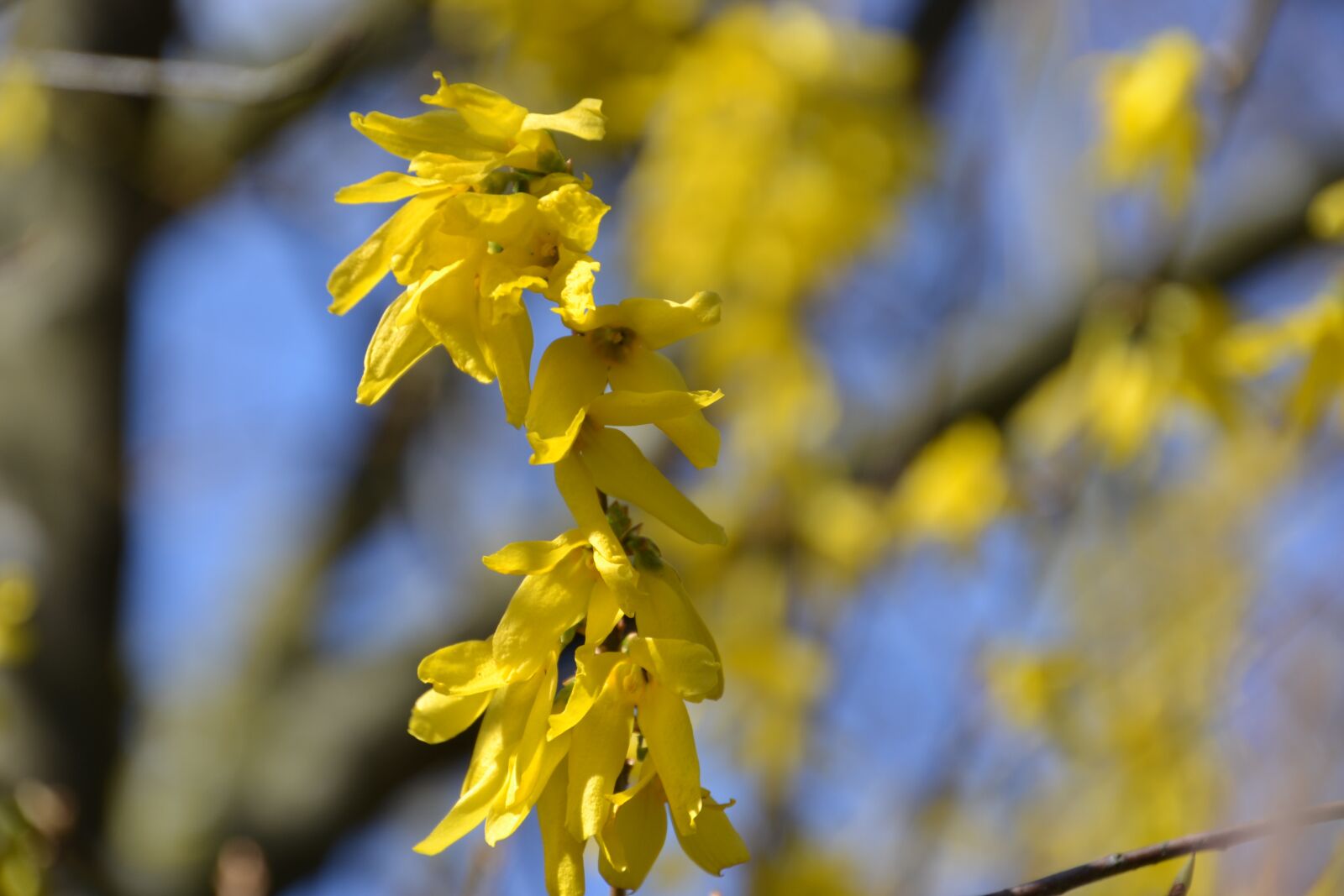 Nikon D3100 sample photo. Forsythia, flowers, spring photography