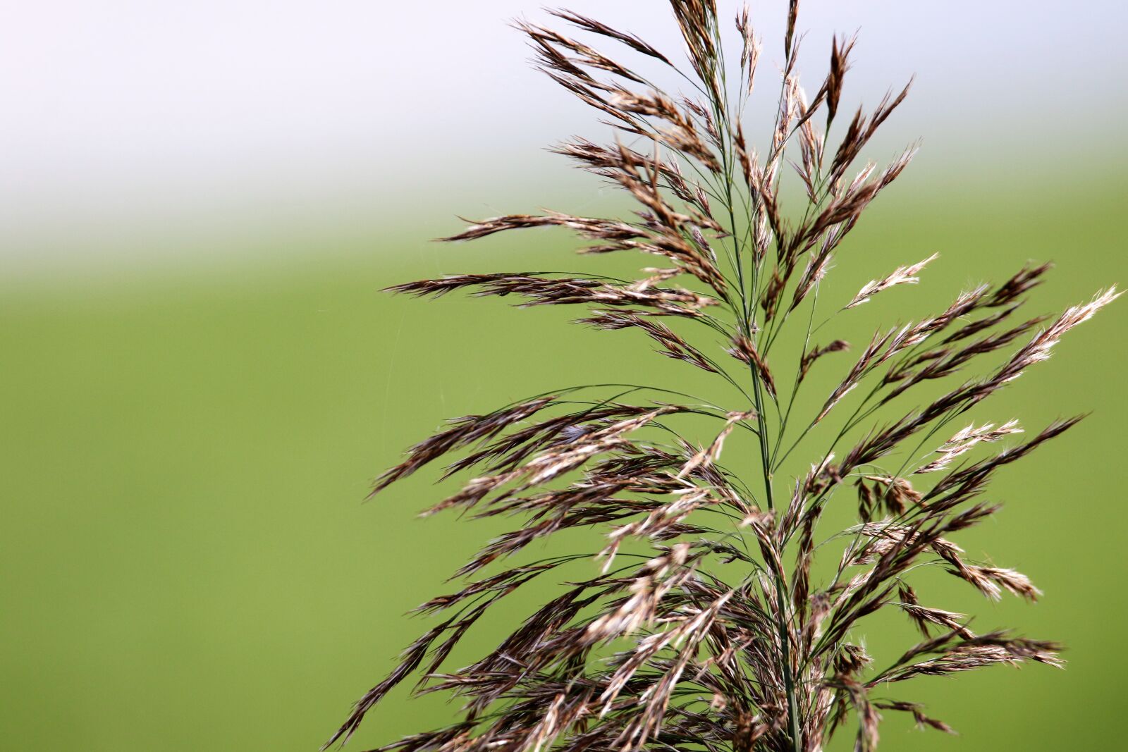 Canon EOS 7D Mark II sample photo. Grass, seed, flower photography