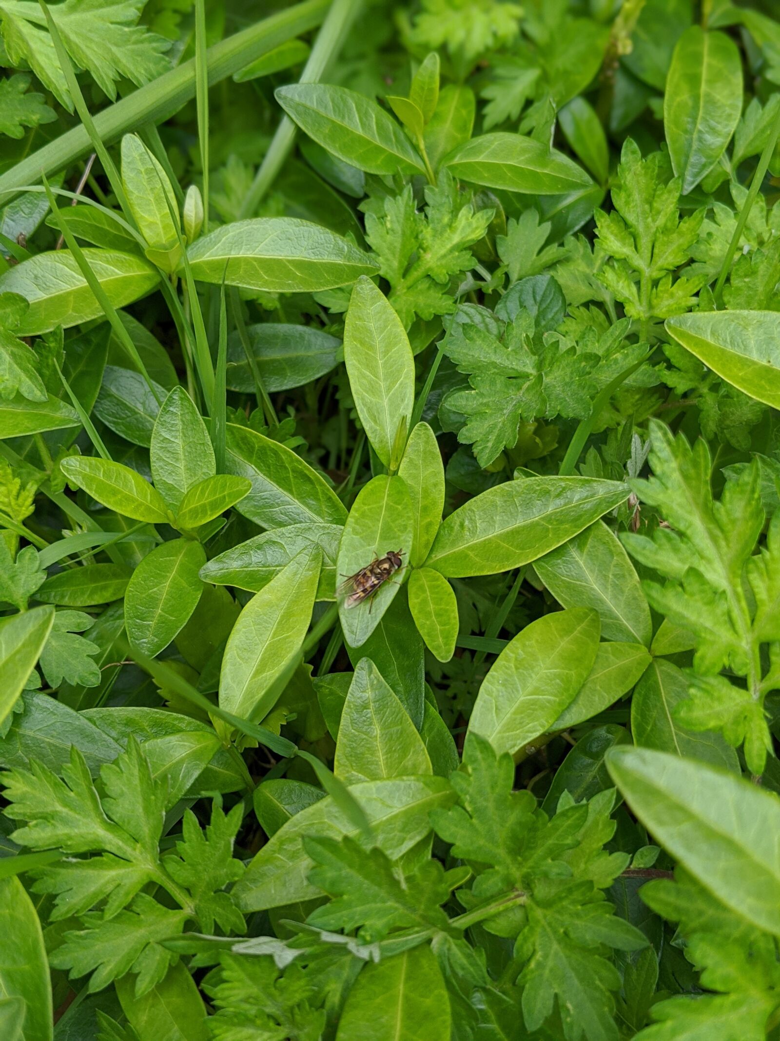 Google Pixel 3 sample photo. Green, bee, honey bee photography