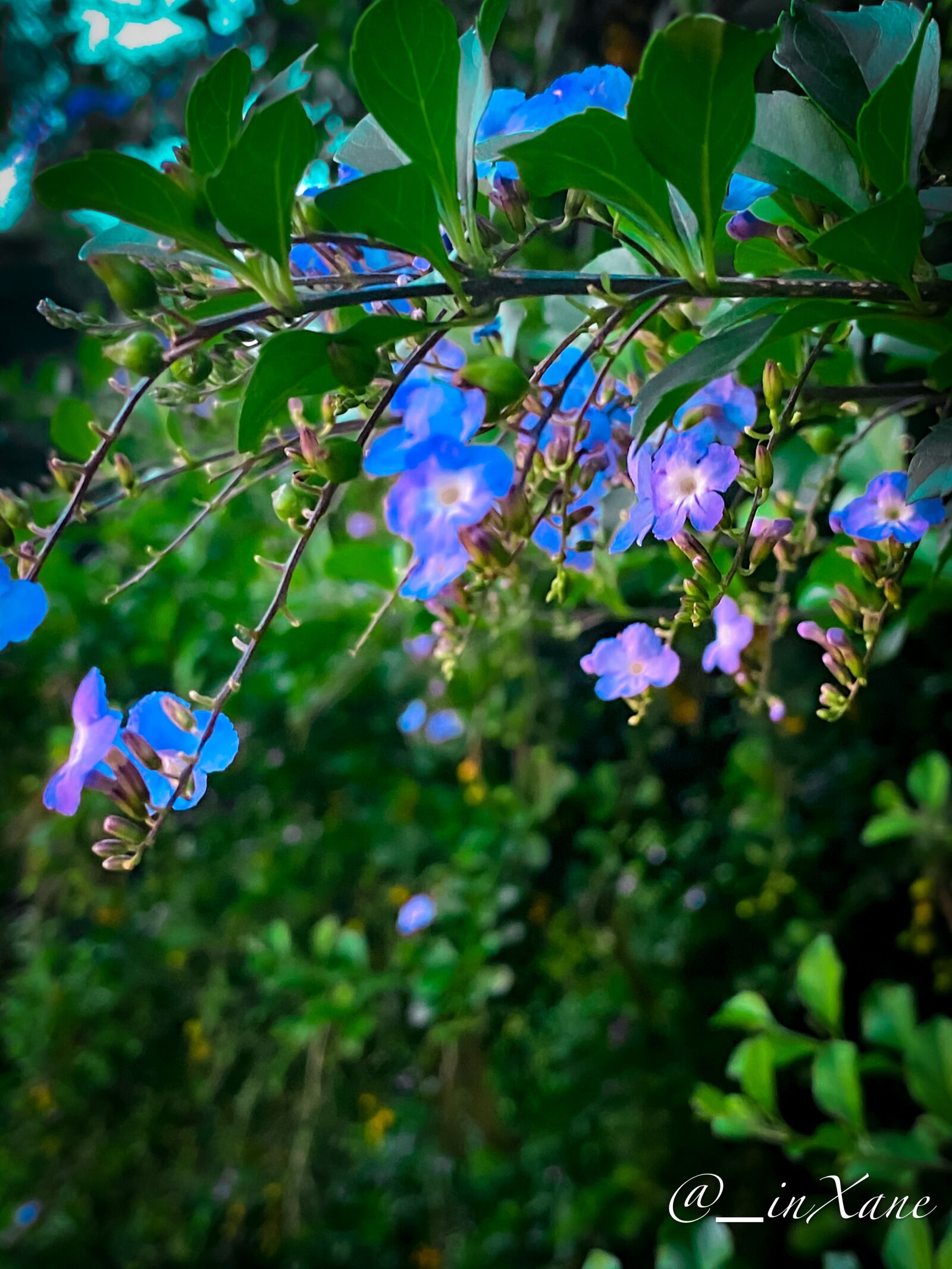 Apple iPhone 11 Pro Max sample photo. Flower, greenary, colorful photography