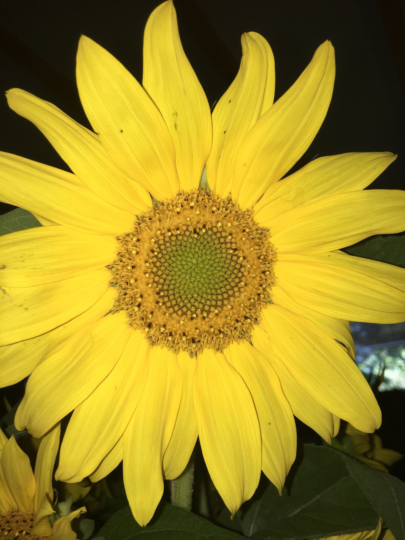 Apple iPhone 6s sample photo. Flowers, sunflower, joy photography