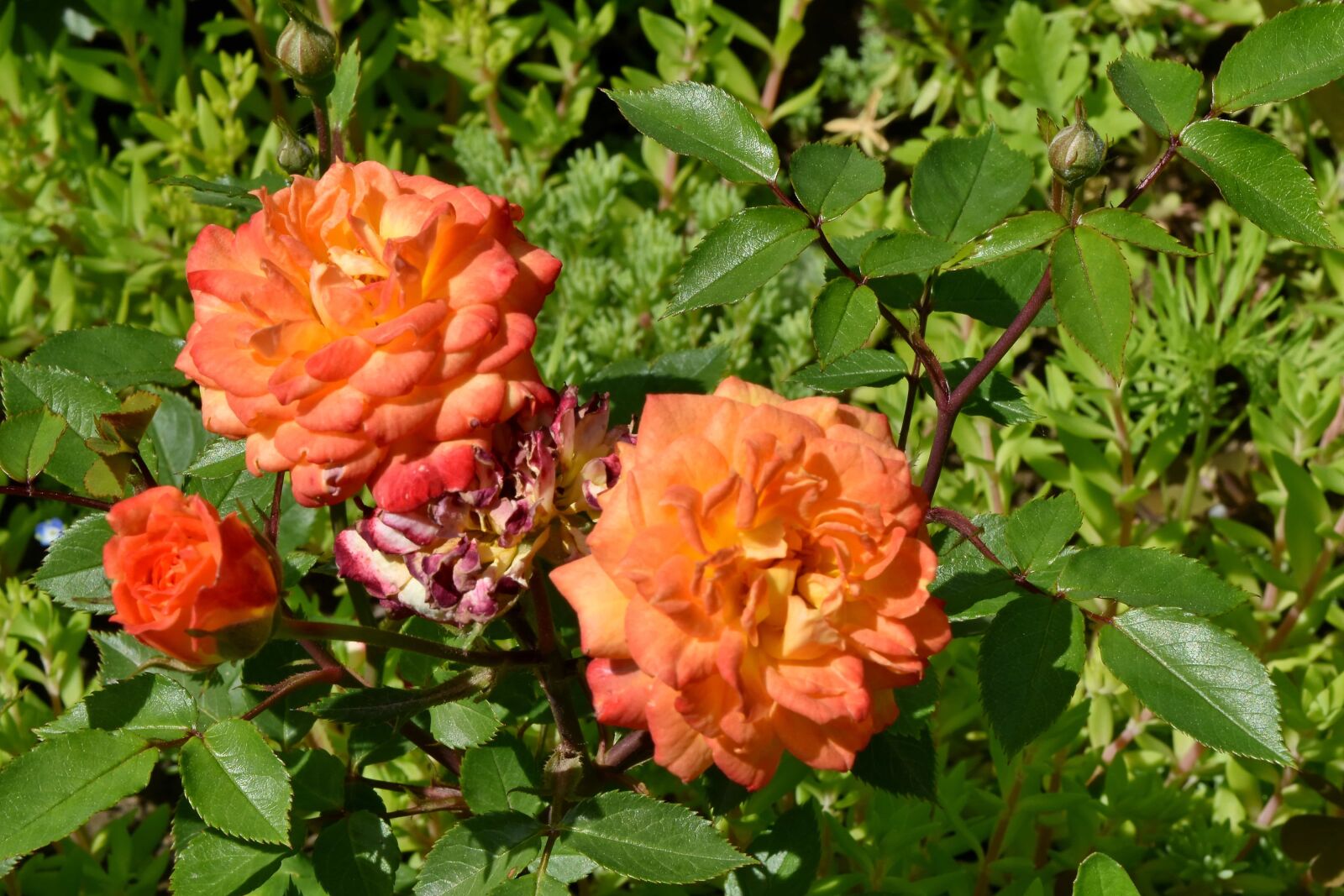 Nikon D5500 sample photo. Botanic, bright, shrub, flower photography