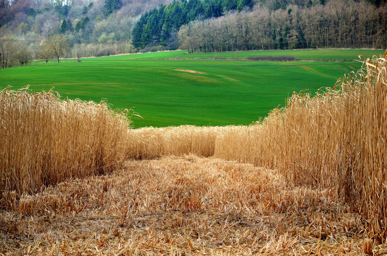 Nikon D5100 sample photo. Miscanthus, elephant grass, miscanthus photography