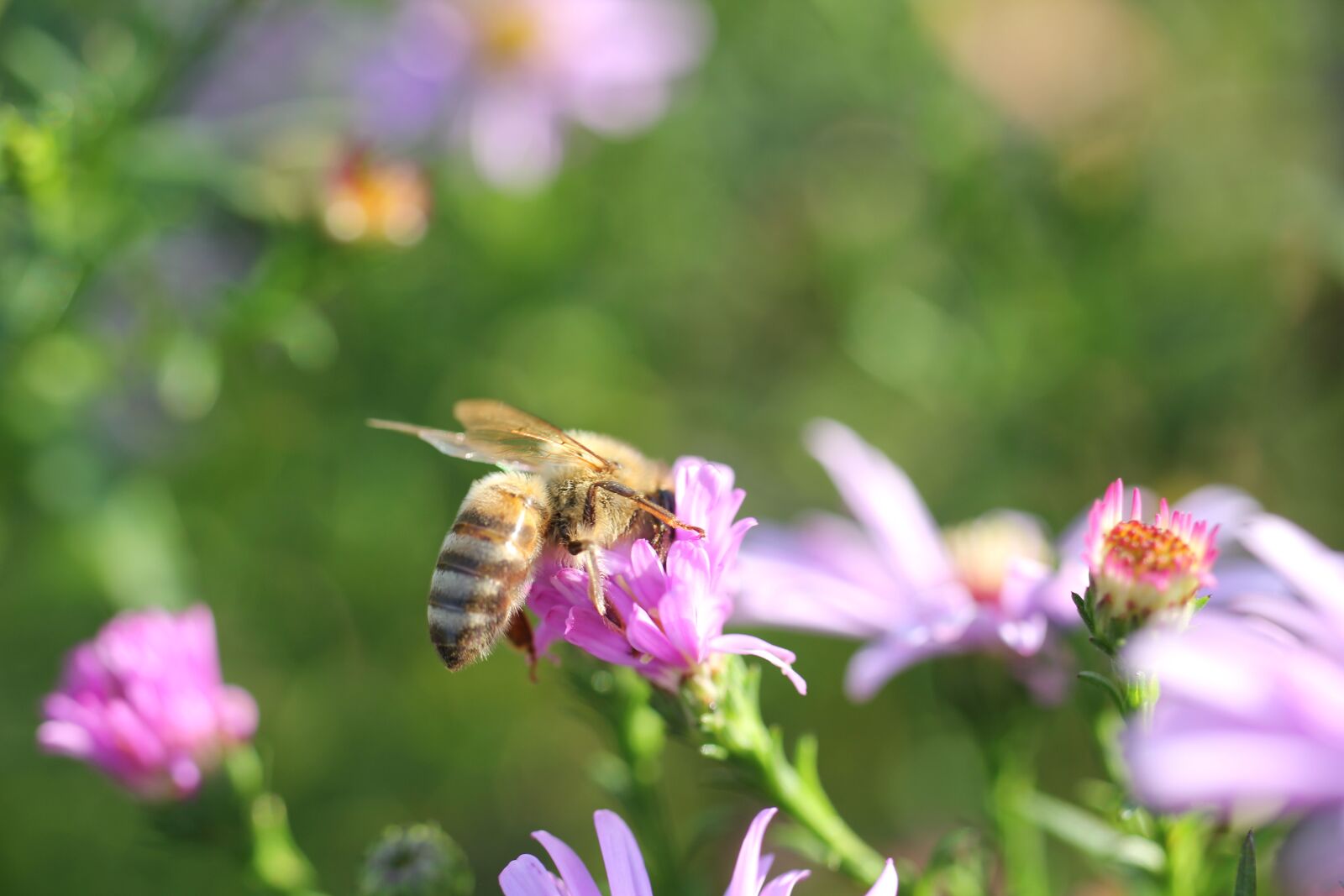 Canon EOS 550D (EOS Rebel T2i / EOS Kiss X4) sample photo. Bee, blossom, bloom photography