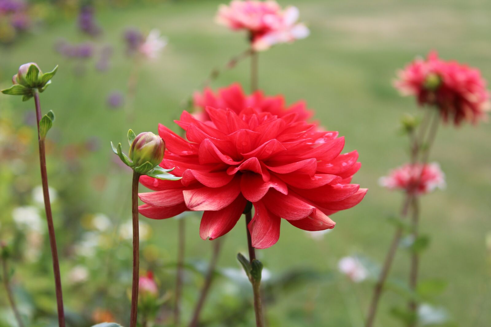 Canon EOS 1300D (EOS Rebel T6 / EOS Kiss X80) sample photo. Summer, flowers, blossom photography