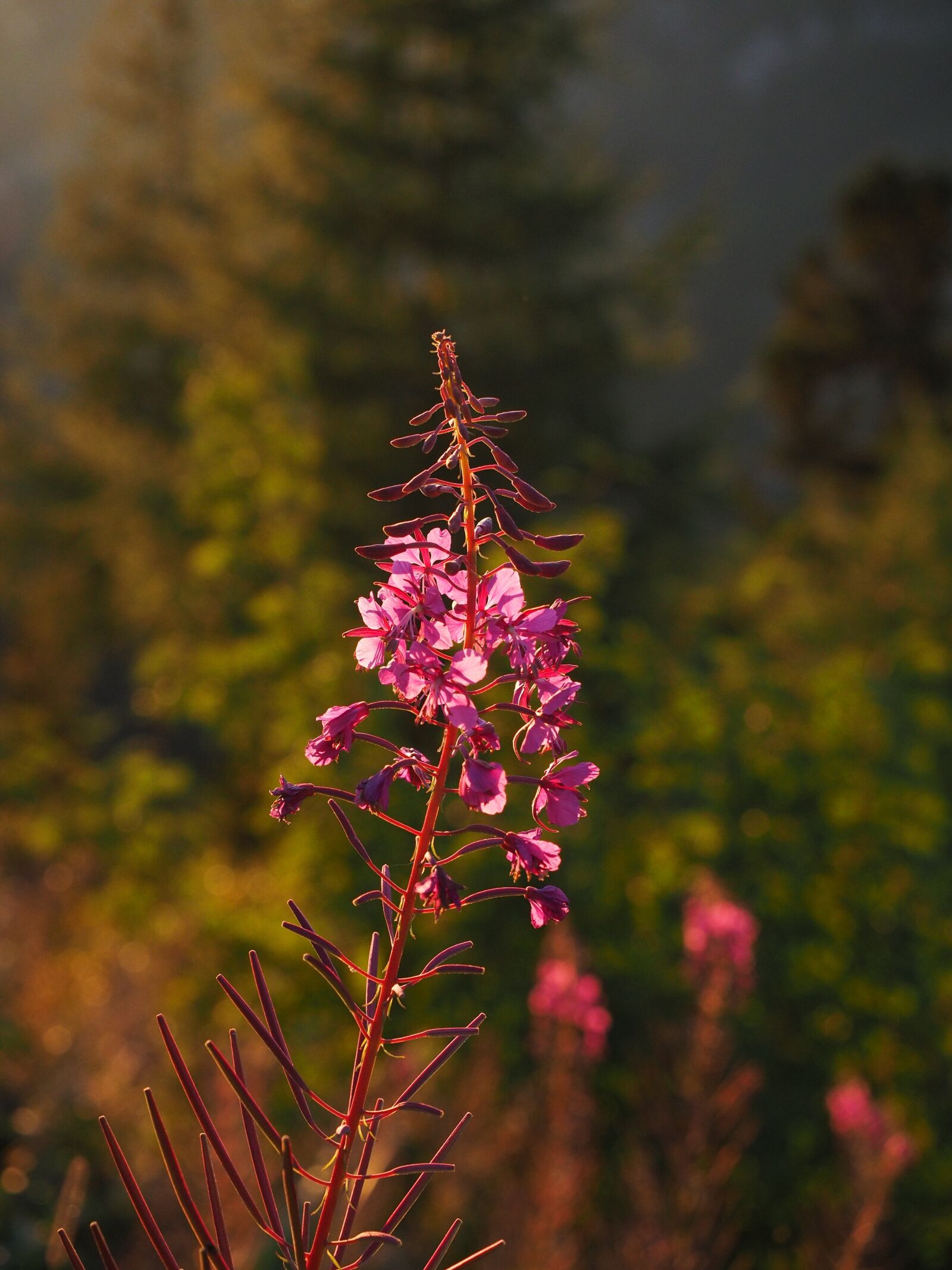 Olympus OM-D E-M1 + Olympus M.Zuiko Digital ED 12-40mm F2.8 Pro sample photo. Epilobium angustifolium, flower, blossom photography