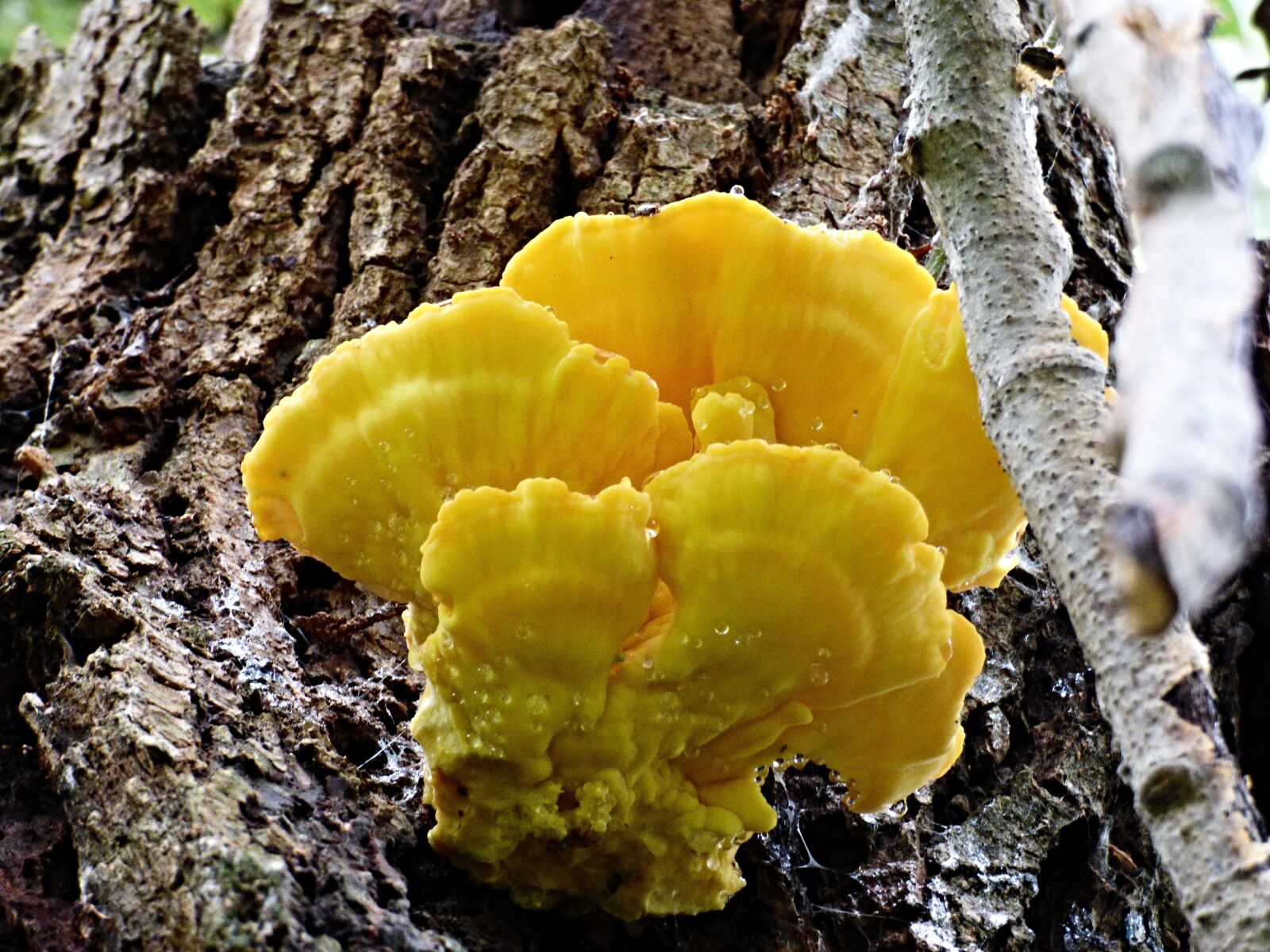 Panasonic DMC-FZ72 sample photo. Boletus, syrovec, bark photography
