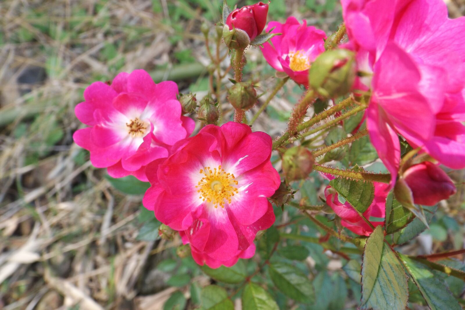 Fujifilm FinePix S4800 sample photo. Rosa, plant, flower photography