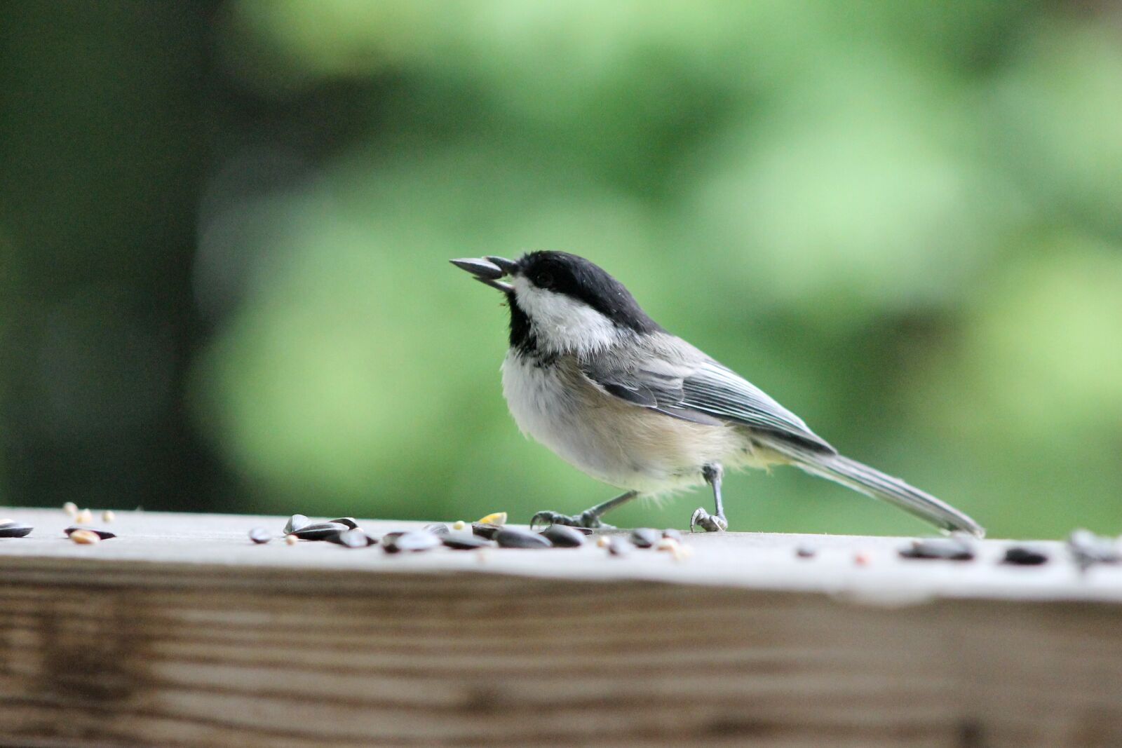 Canon EOS 1100D (EOS Rebel T3 / EOS Kiss X50) sample photo. Chickadee, bird, seeds photography