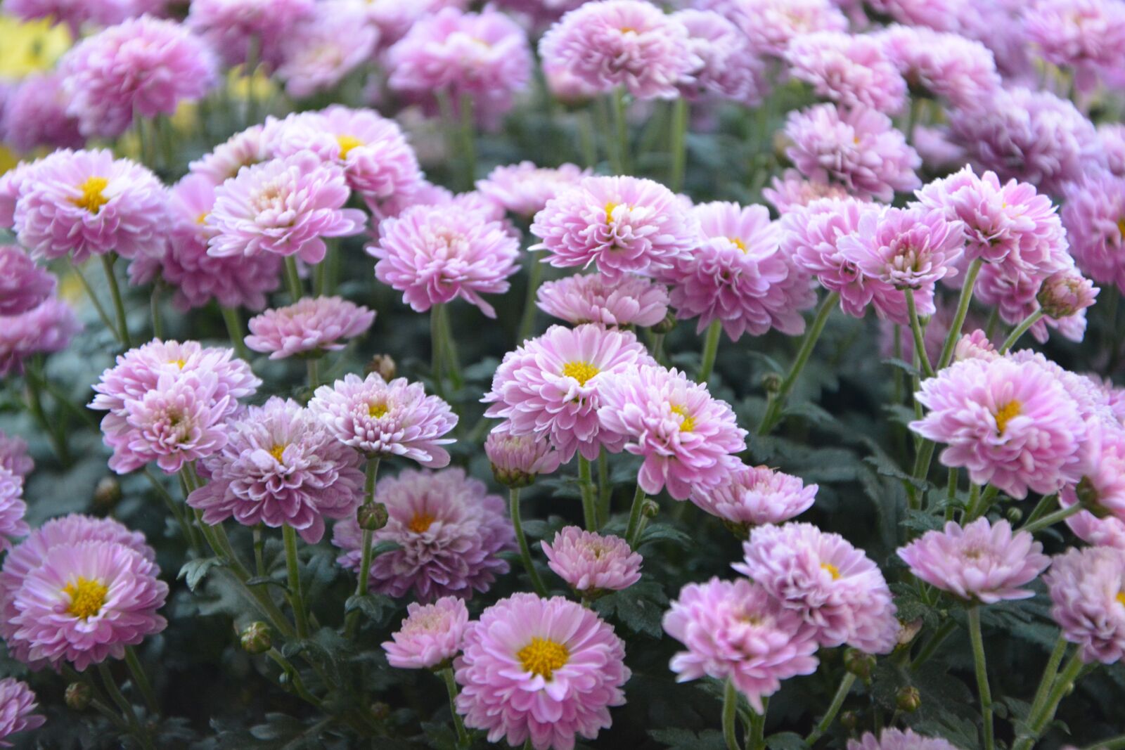 Nikon D5200 sample photo. Flower, flowers, pompenettes photography