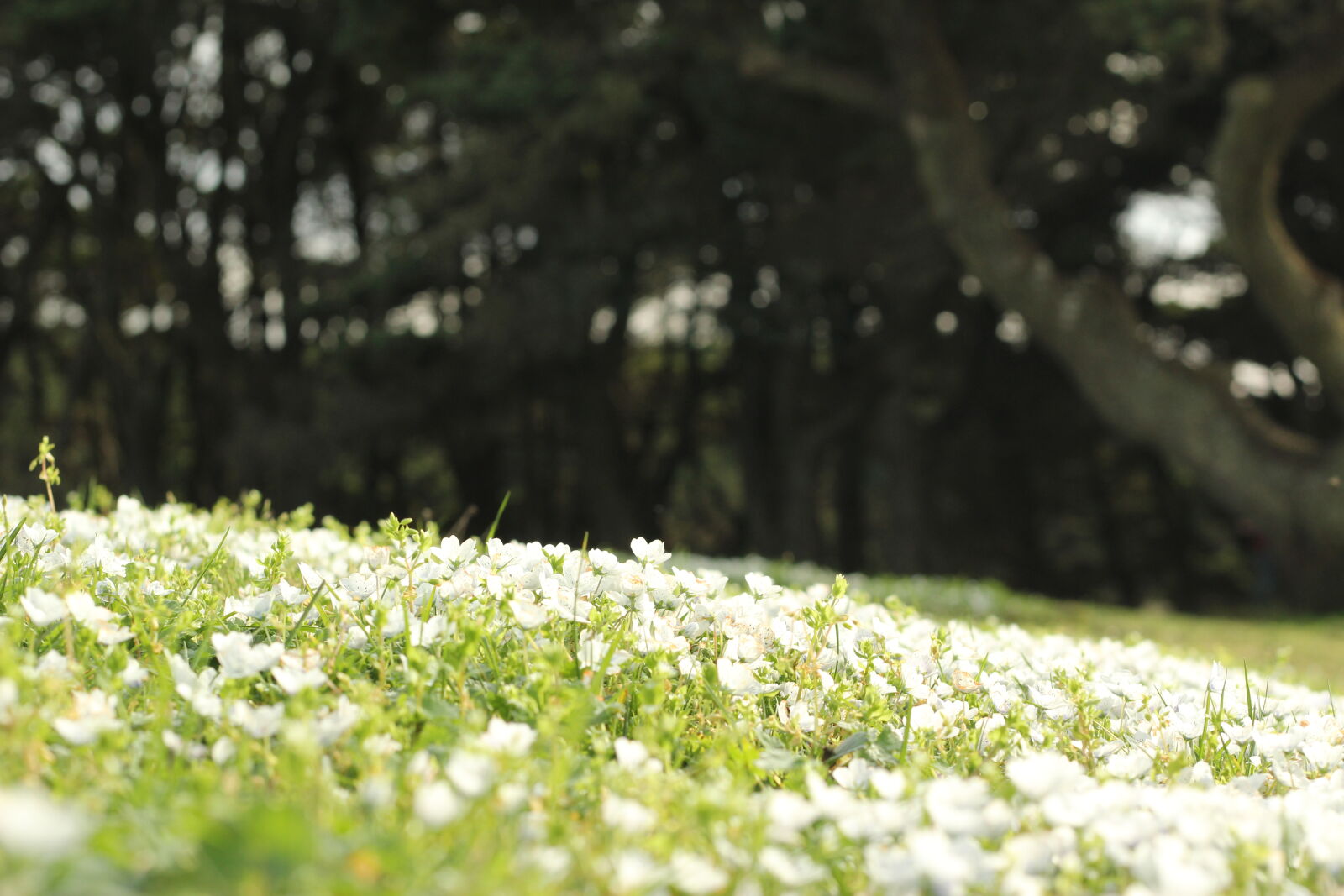 Canon EOS 1200D (EOS Rebel T5 / EOS Kiss X70 / EOS Hi) sample photo. Wildflower photography