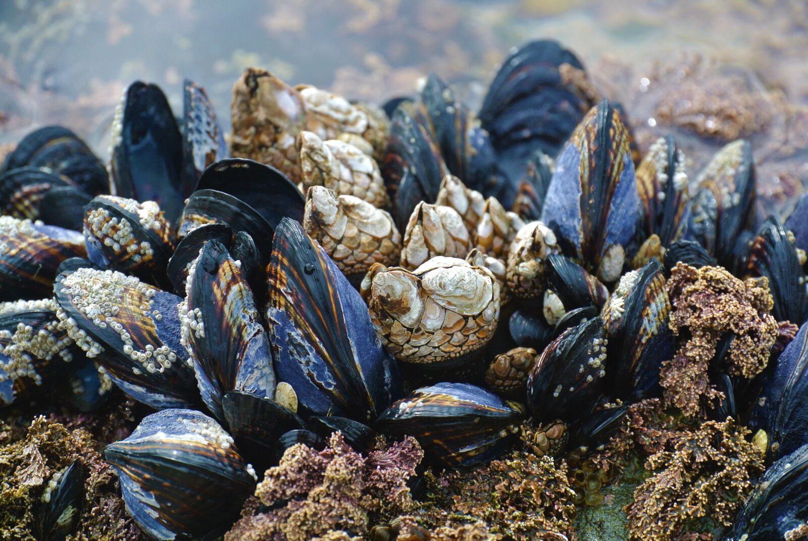 Nikon 1 V1 sample photo. Mussel, ocean, beach photography