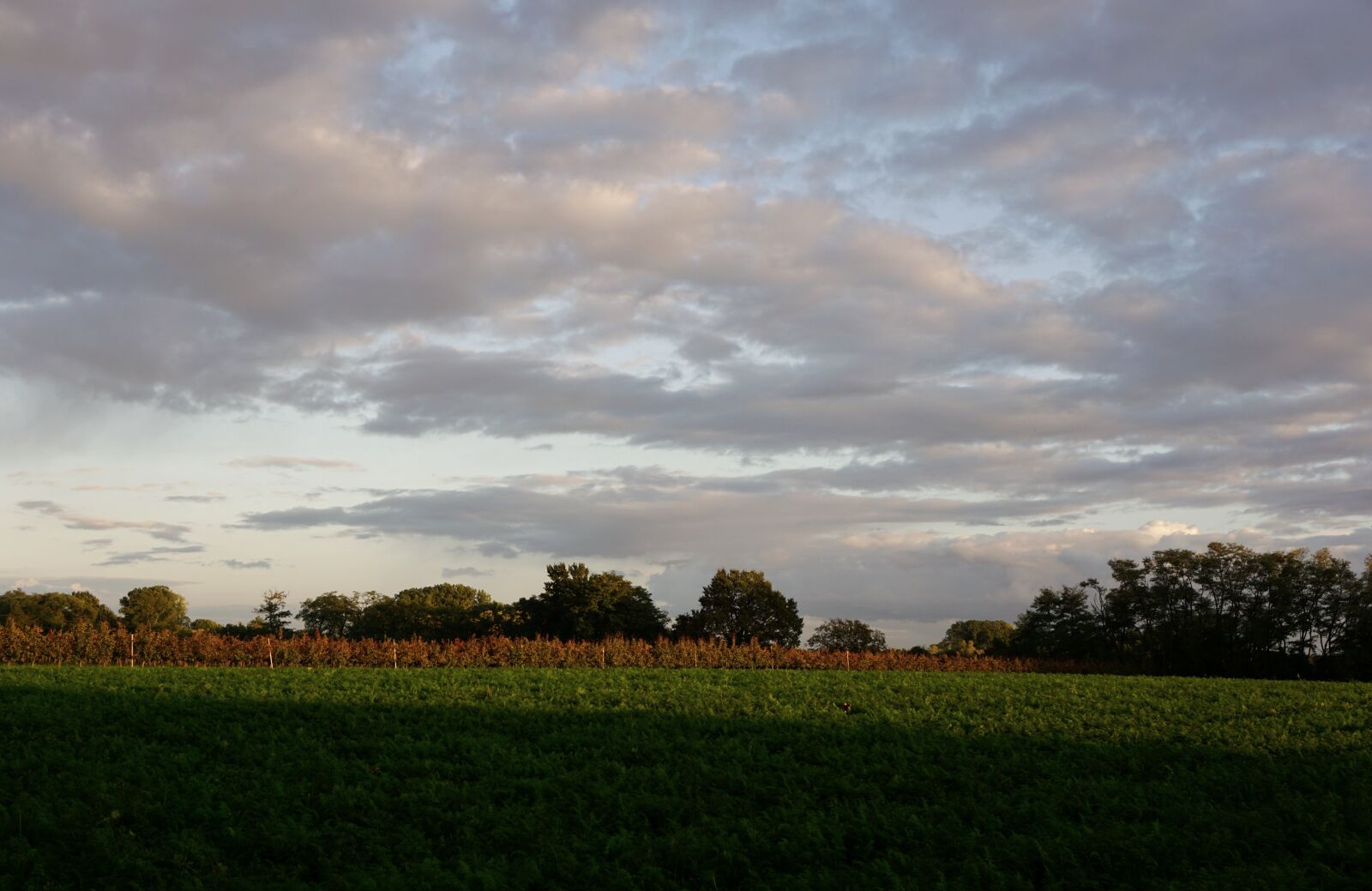 Sony a6000 sample photo. Sky, clouds, field photography