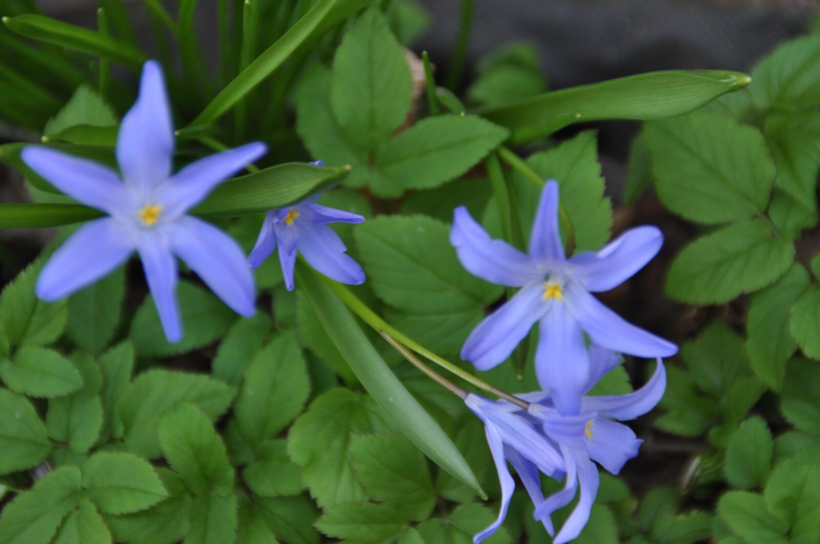 Nikon D5000 sample photo. Herrlich, flower, spring photography