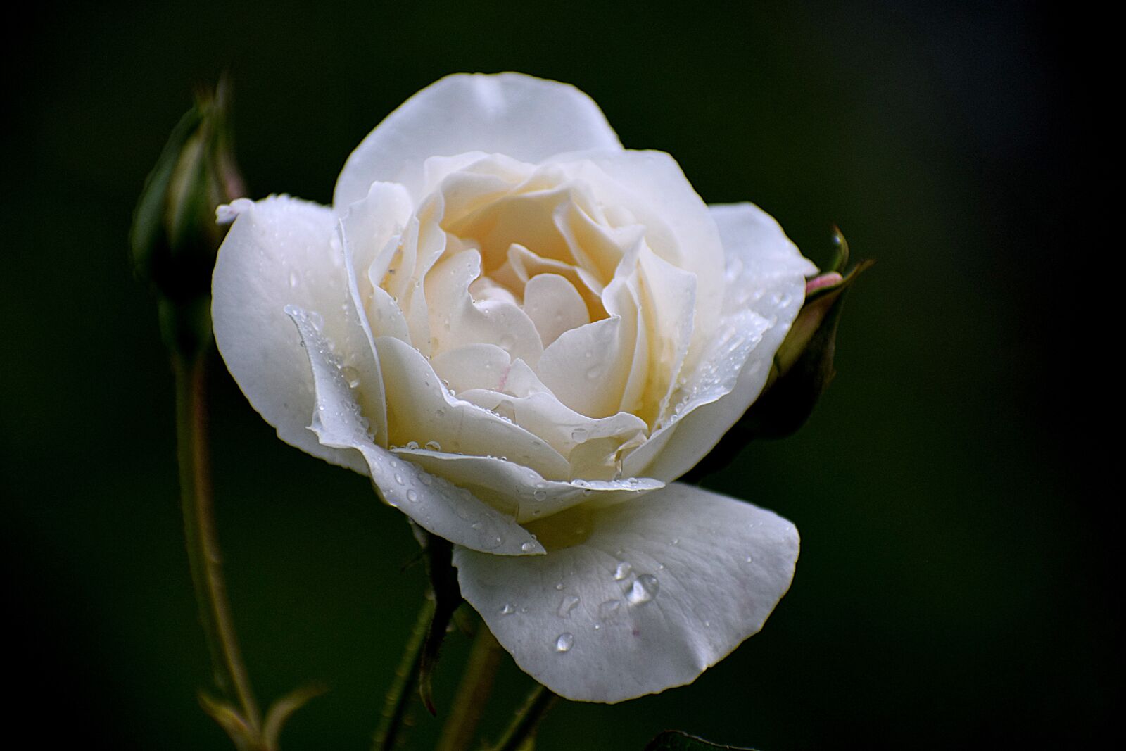 Nikon D3300 sample photo. Flower, flora, nature photography