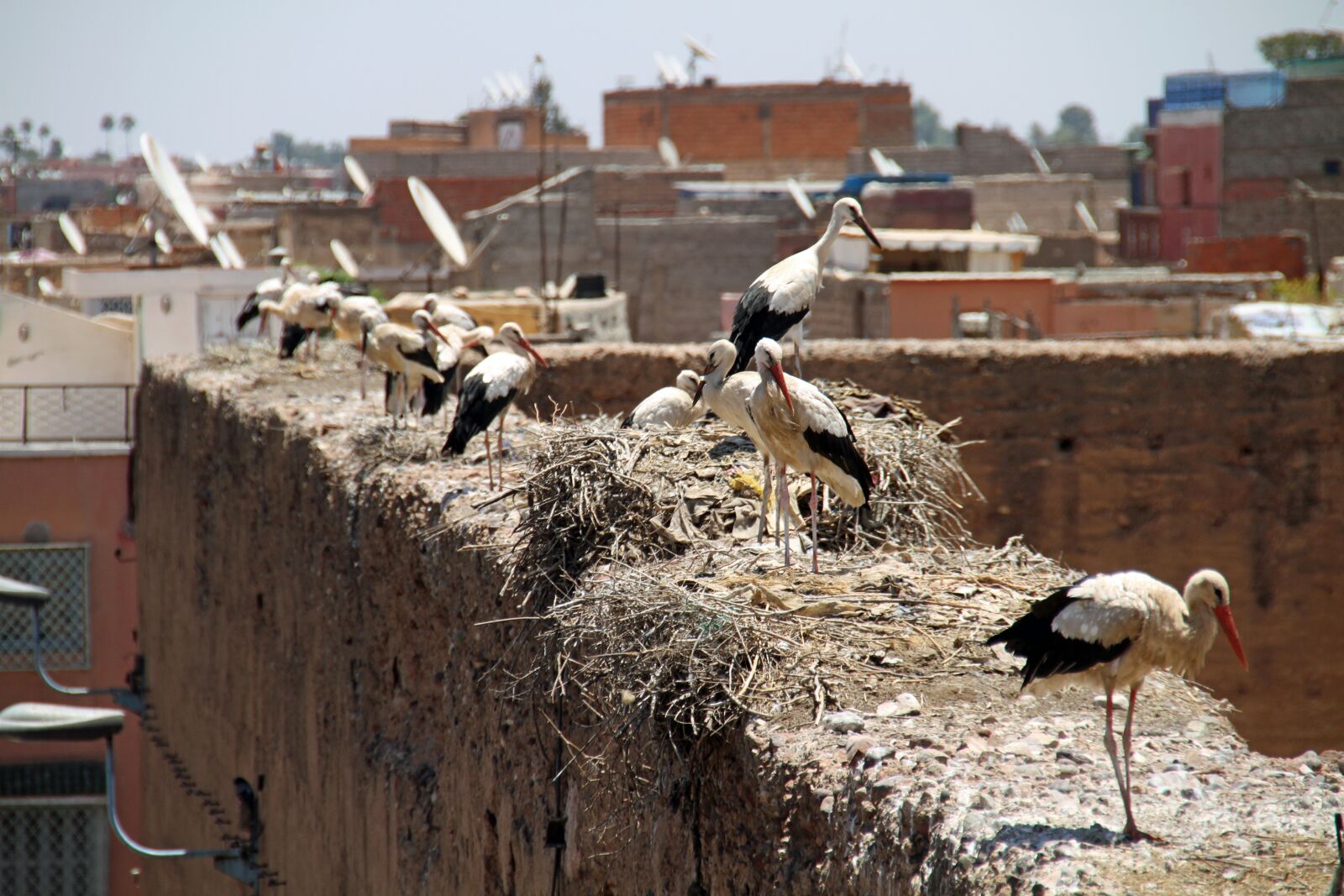 Canon EOS 7D sample photo. Birds, roof, animal photography