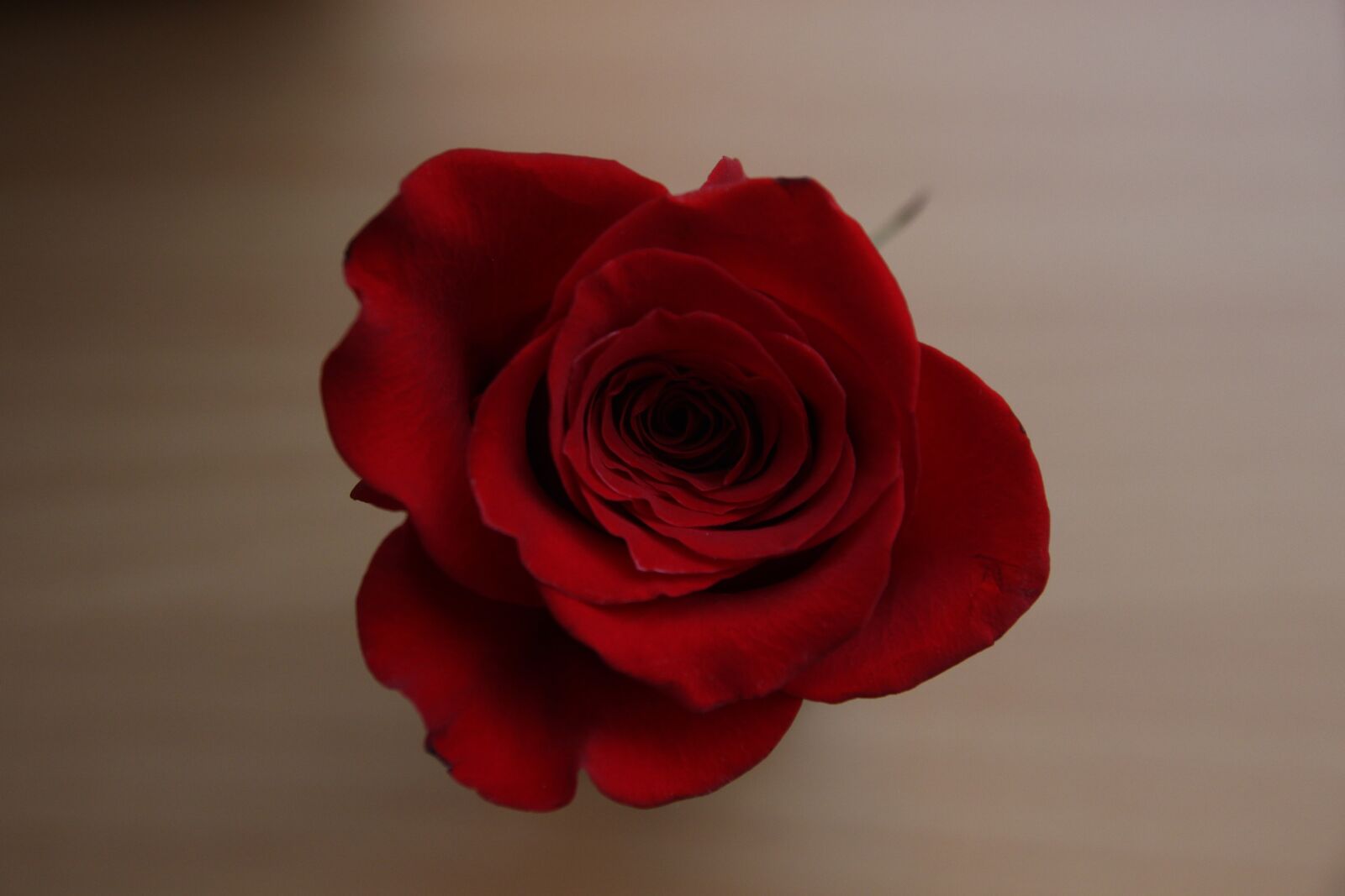 Canon EOS 600D (Rebel EOS T3i / EOS Kiss X5) sample photo. Rose, on, floor photography