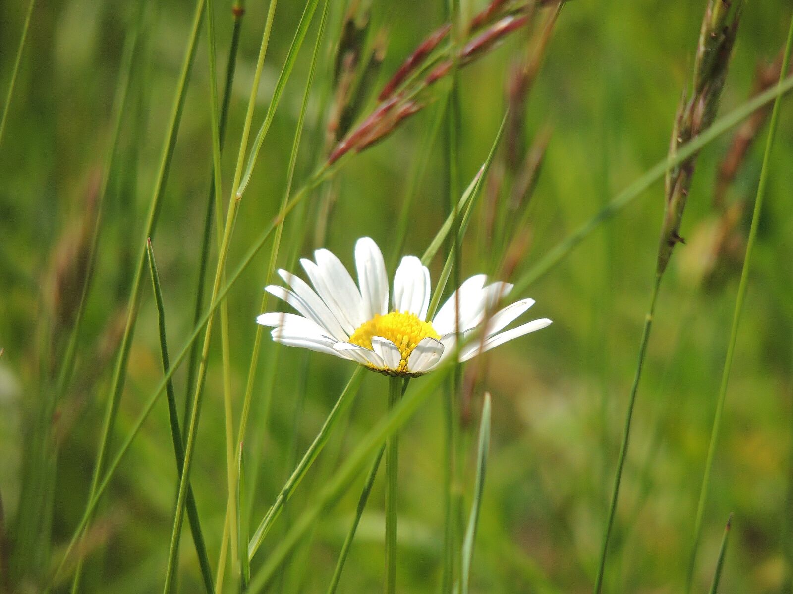 Nikon Coolpix P510 sample photo. Margarétka, flower, meadow photography