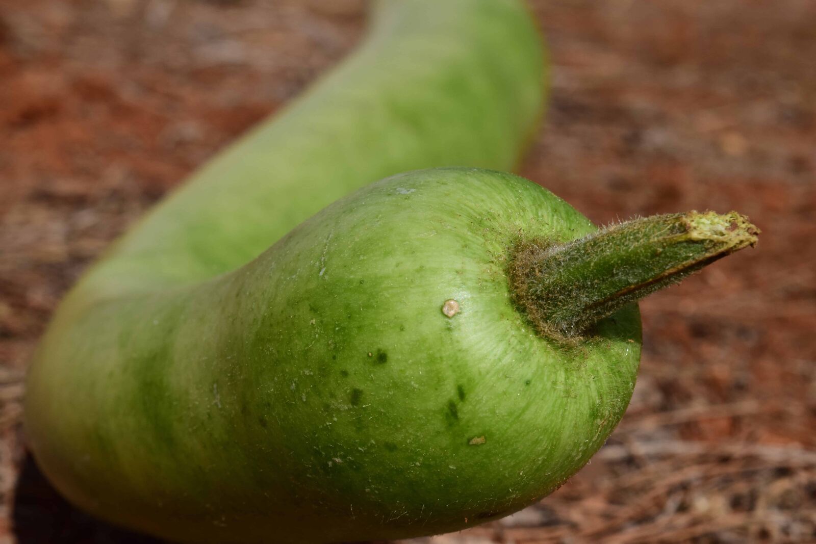 Nikon D3300 sample photo. Nature, agriculture, green pumpkin photography