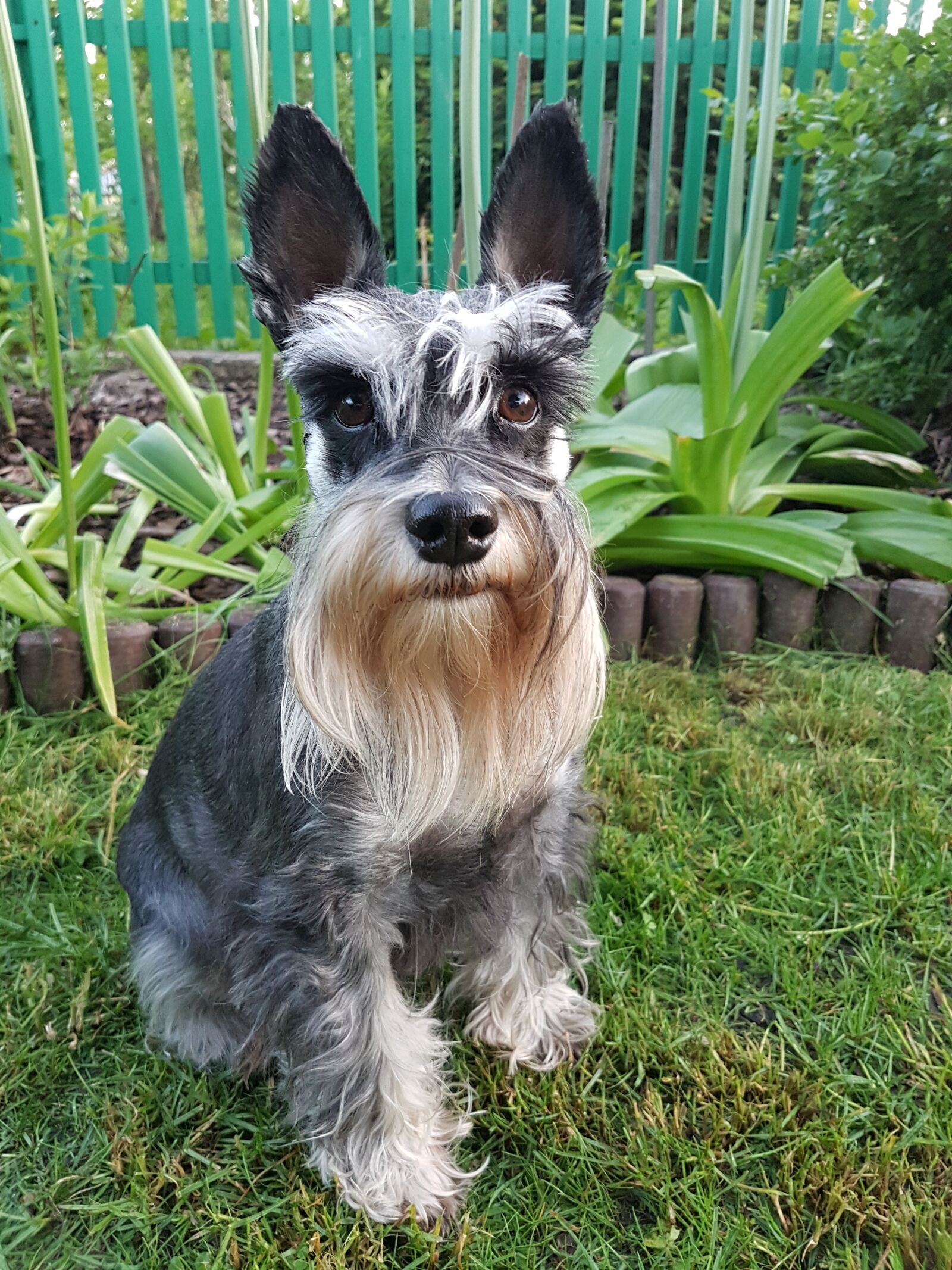 Samsung Galaxy S7 sample photo. Dog, doggy, schnauzer photography